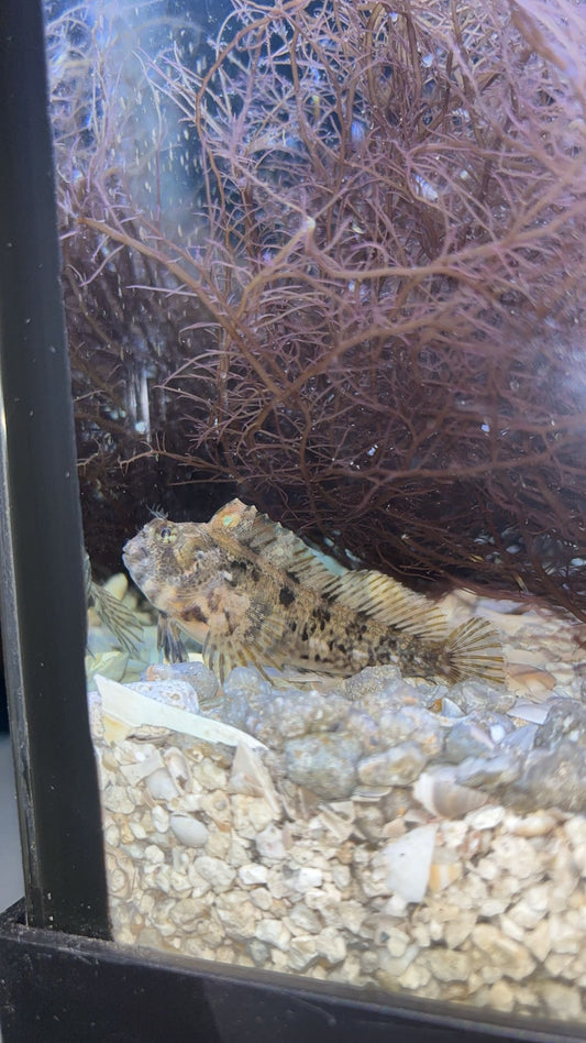 Feather Blenny (Hypsoblennius hentz)