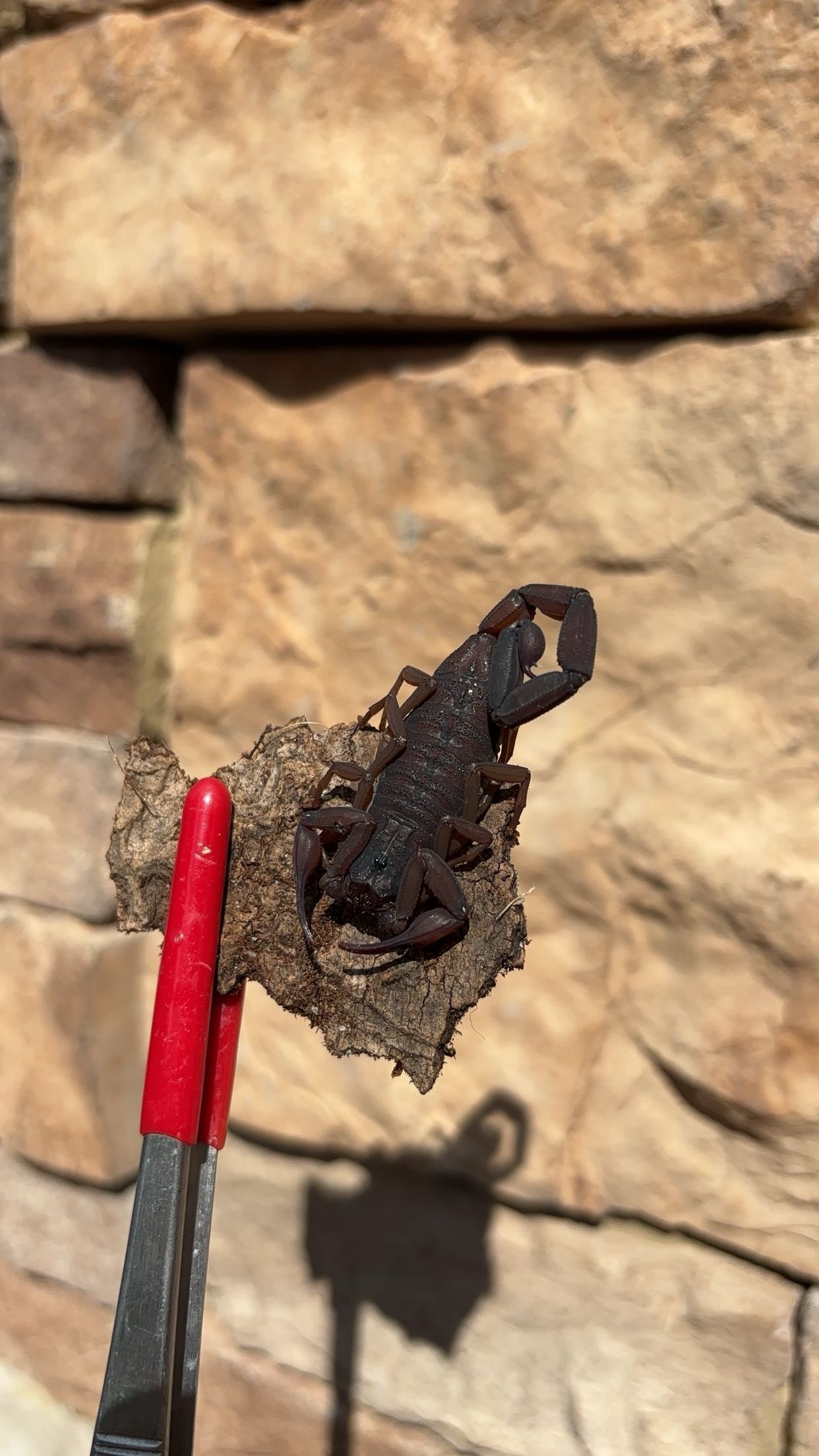 Florida Bark Scorpion (Centruroides gracilis)