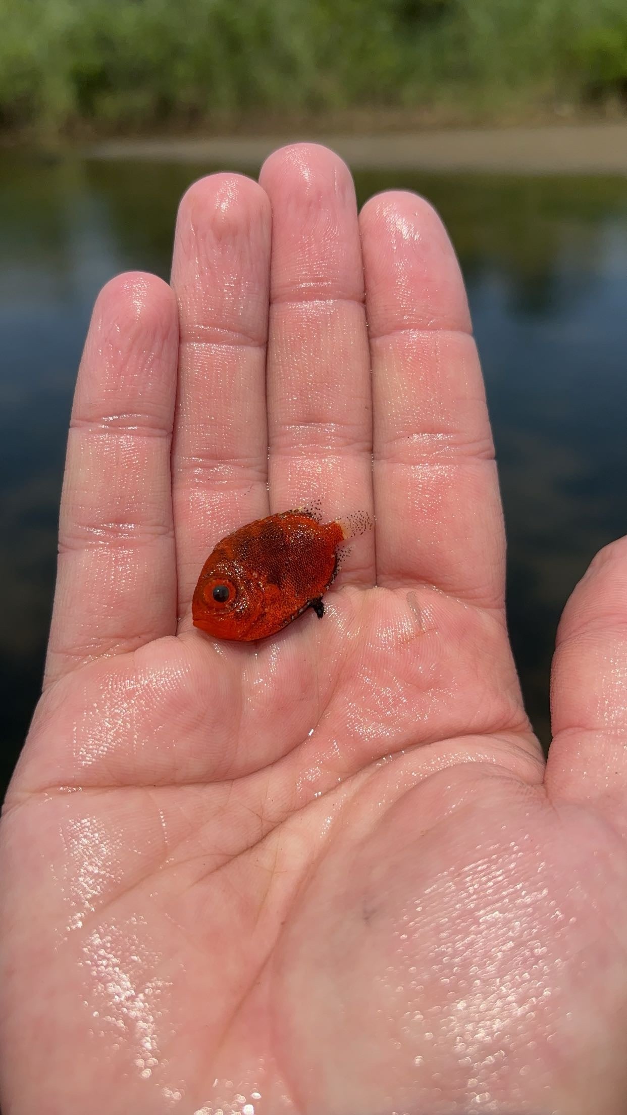 Short Bigeye (Pristigenys alta)