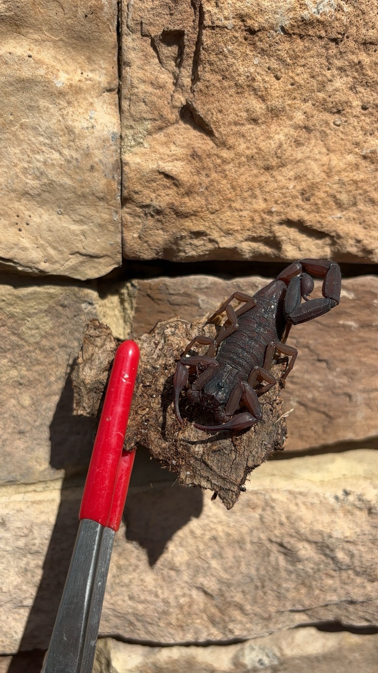 Florida Bark Scorpion (Centruroides gracilis)