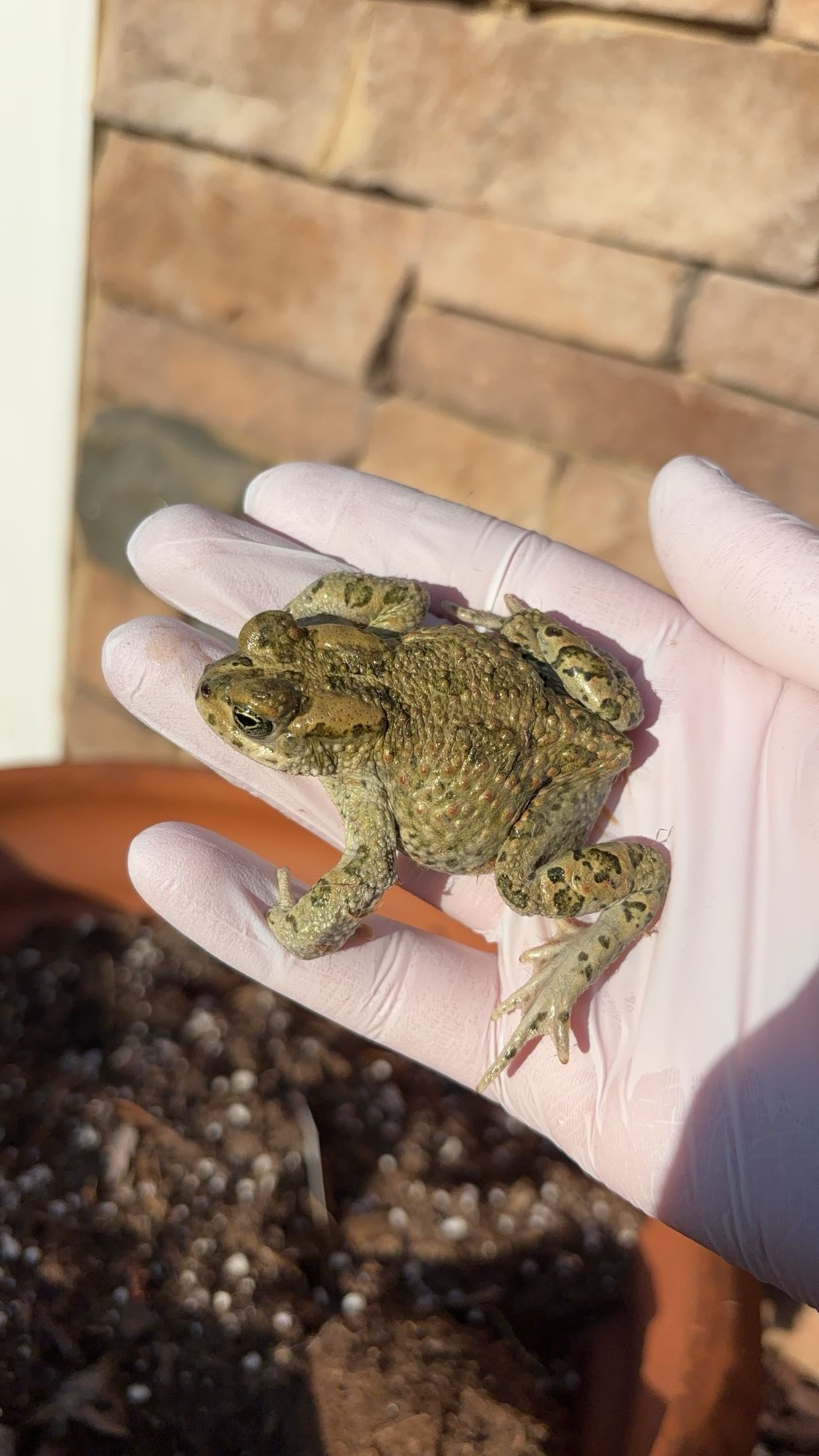 African Green Toad (Bufotes boulengeri)