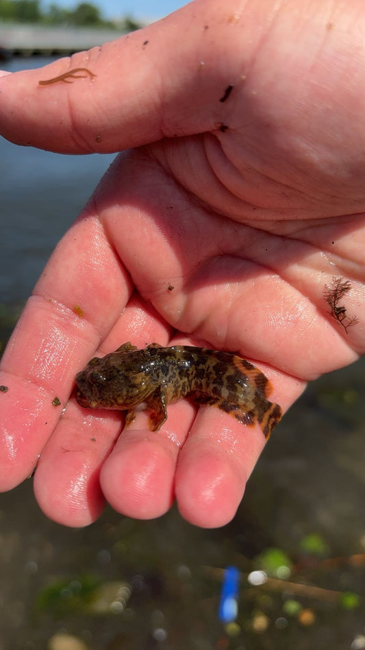 Oyster Toadfish (Opsanus tau)