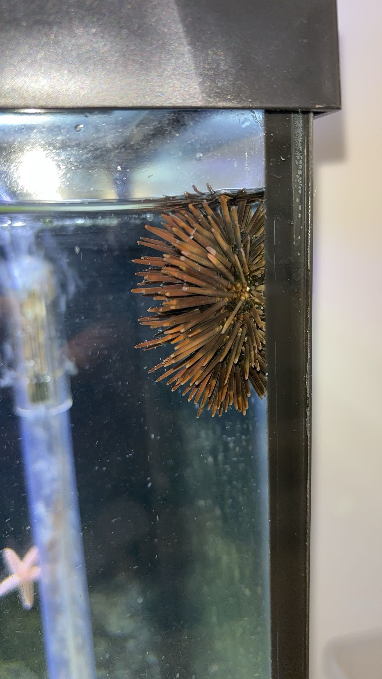 Atlantic Purple Sea Urchin (Arbacia punctulata)