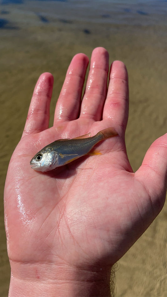 American Silver Perch (Bairdiella chrysoura)