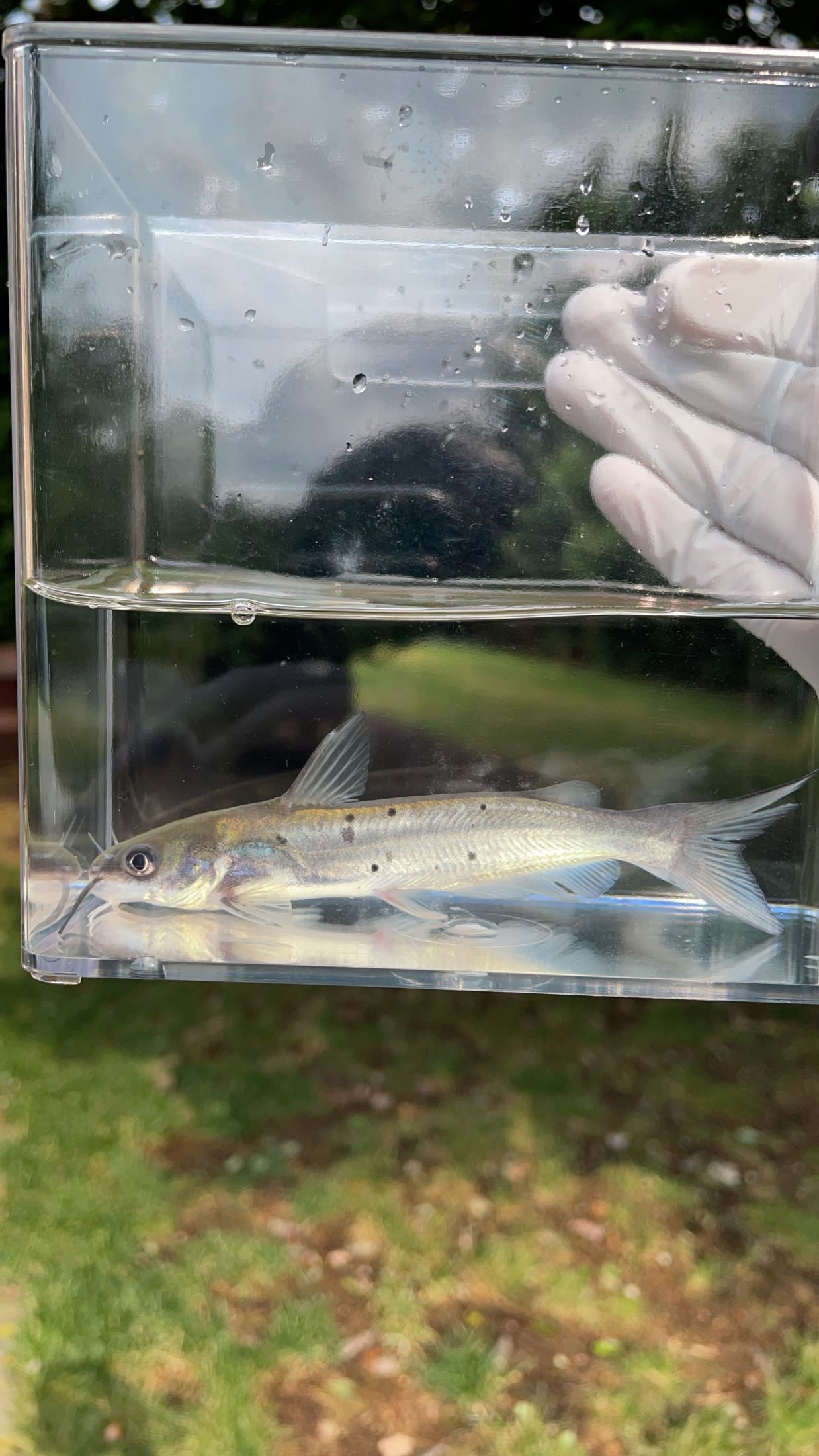 Channel Catfish (Ictalurus punctatus)