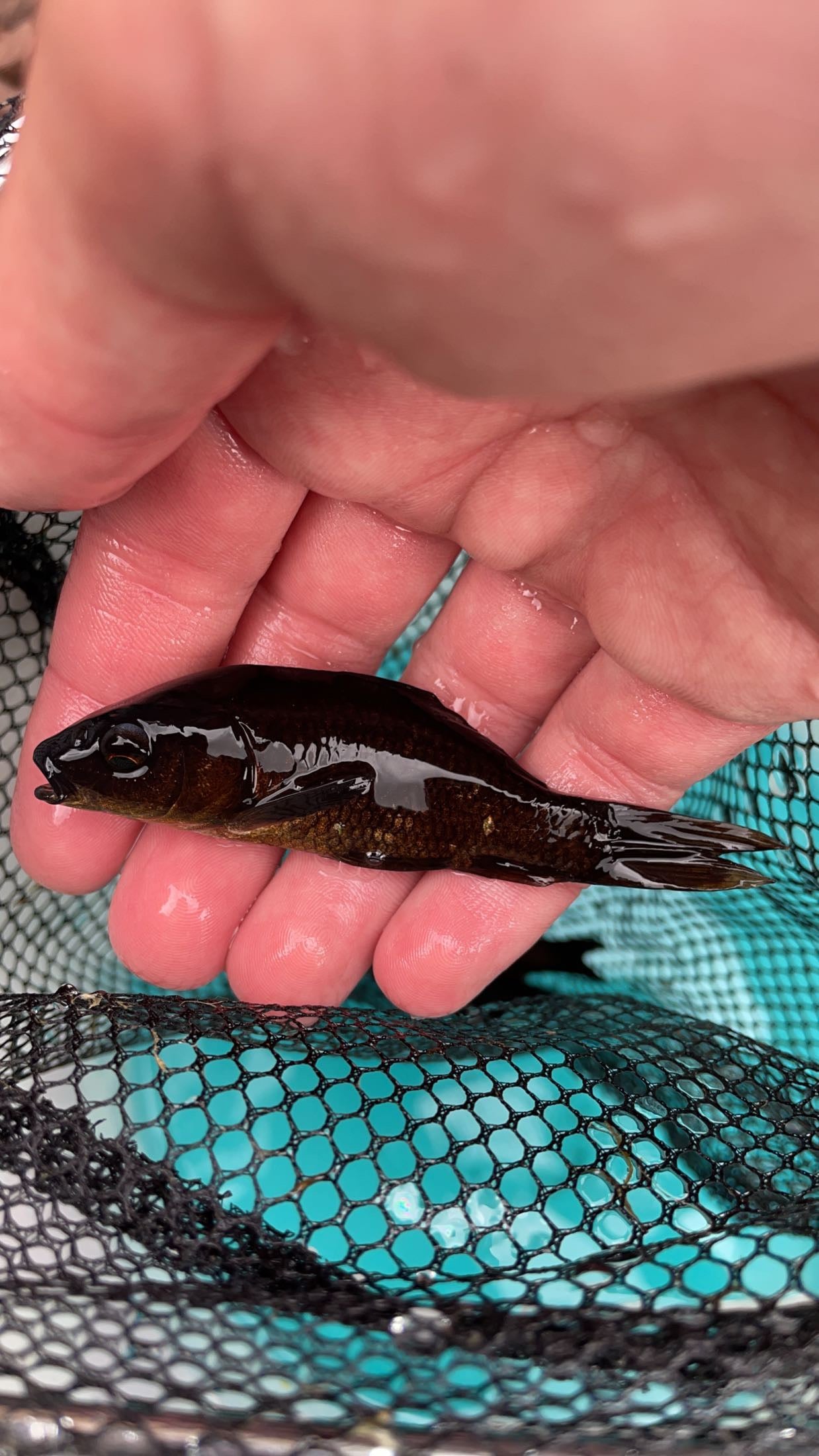 Black Koi (Cyprinus carpio)