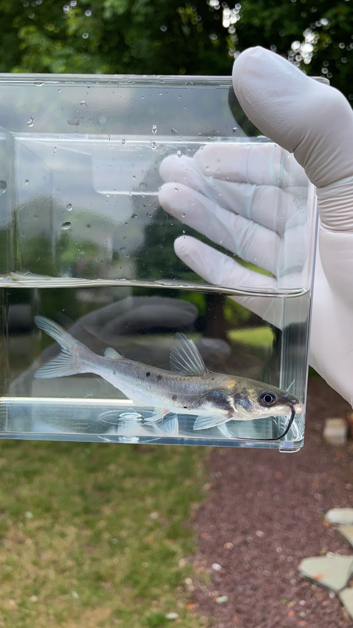 Channel Catfish (Ictalurus punctatus)