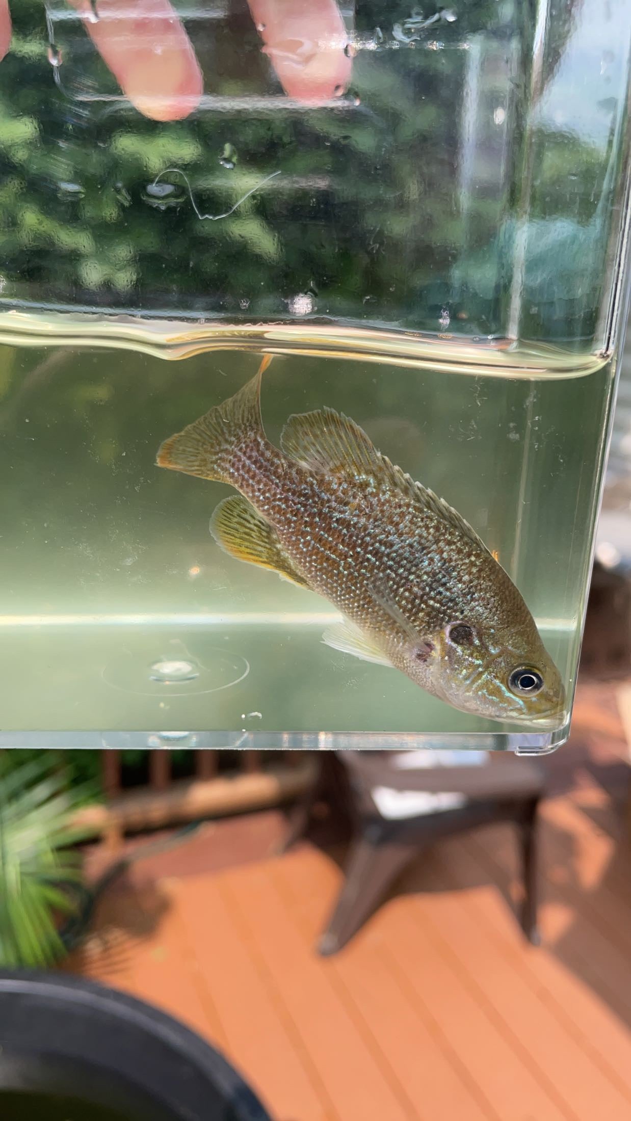 Green Sunfish (Lepomis cyanellus)