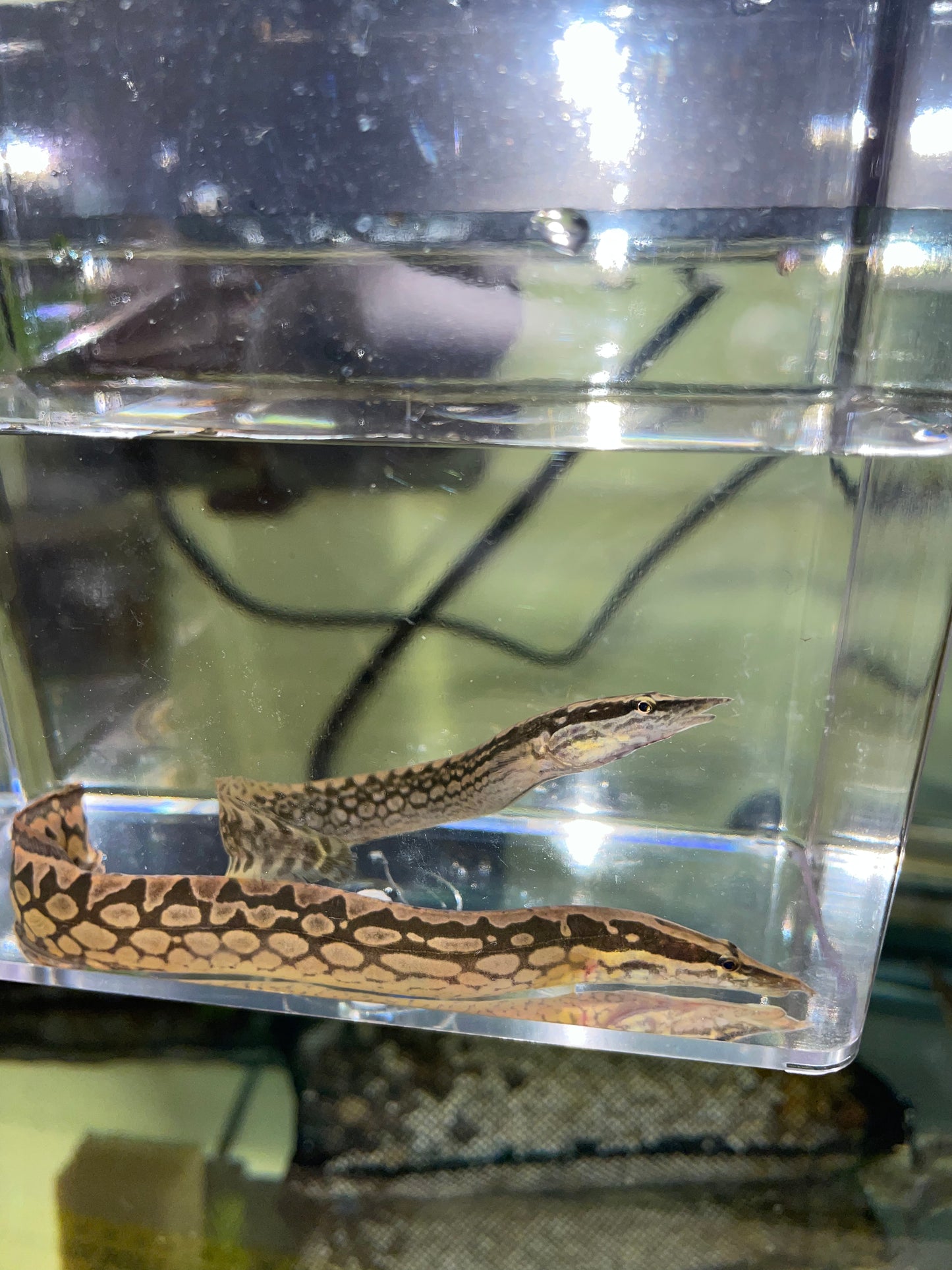 Tiretrack Eel (Mastacembelus armatus)