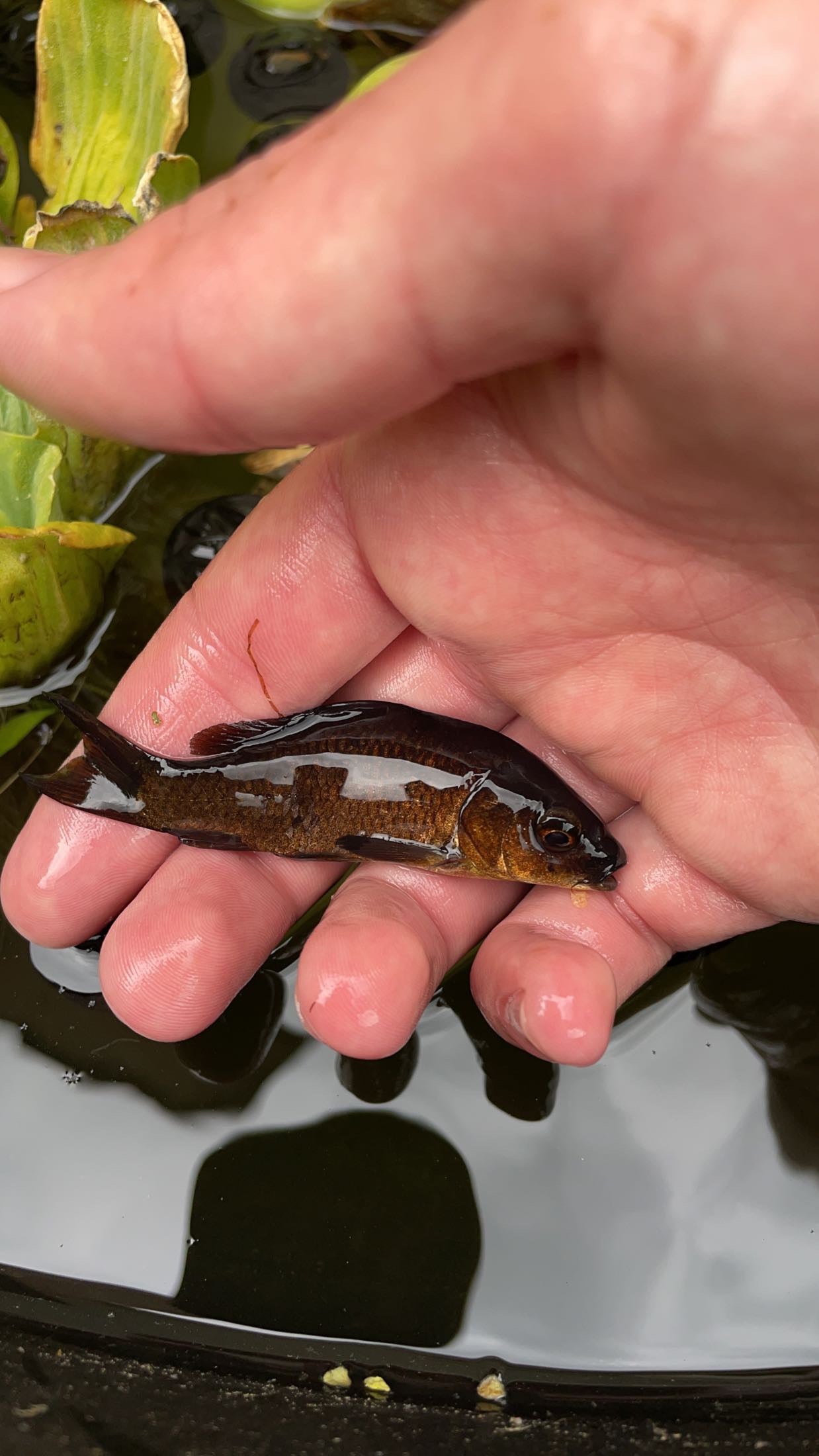 Black Koi (Cyprinus carpio)