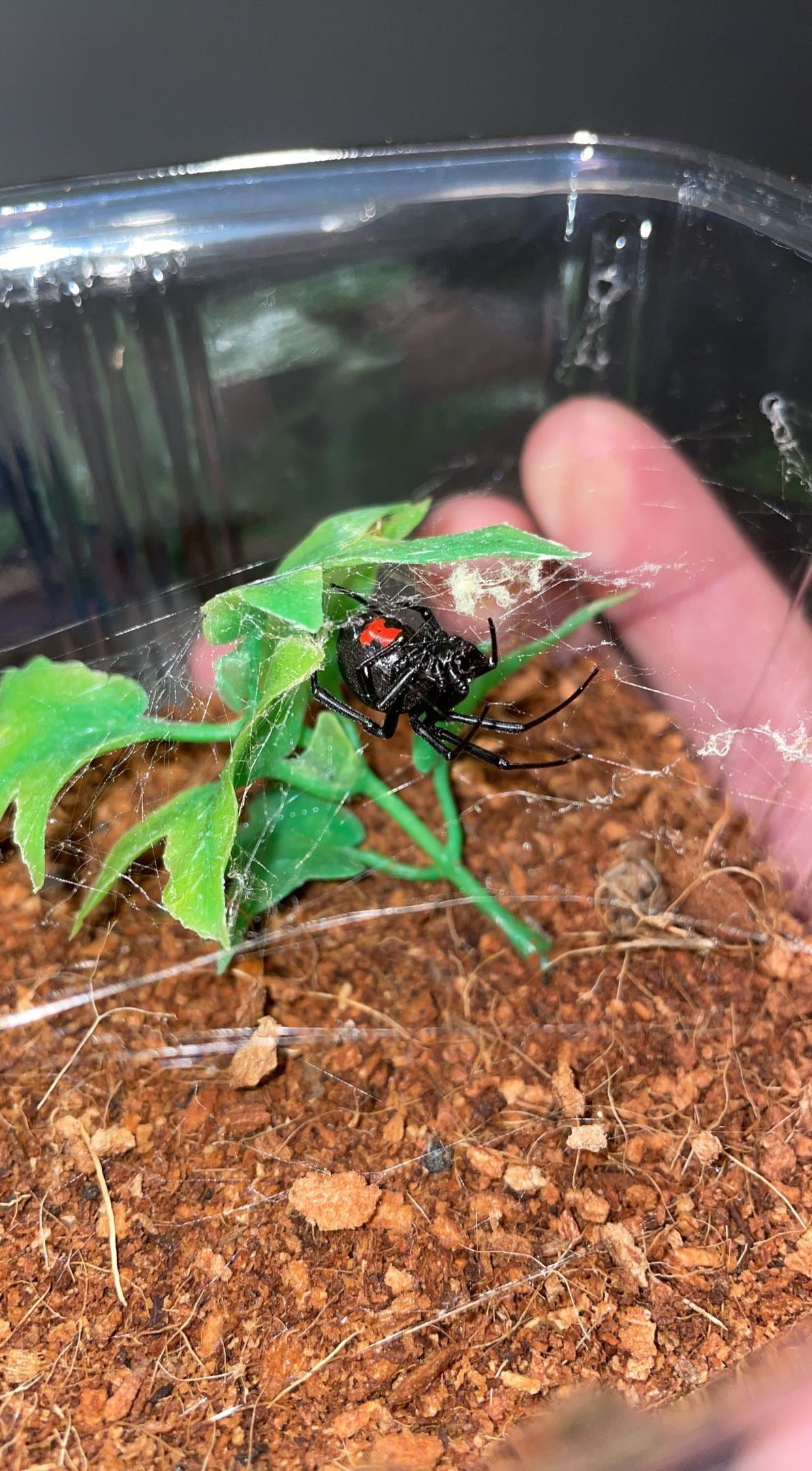 Southern Black Widow (Latrodectus mactans)