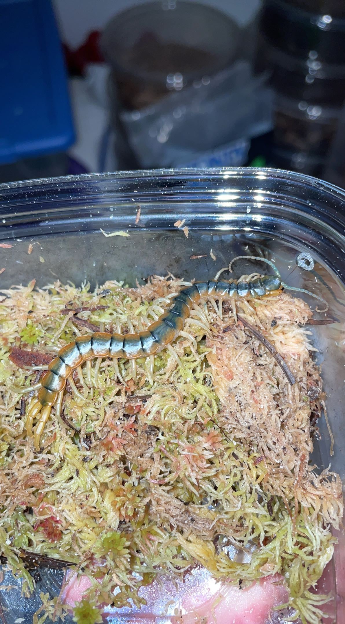 Florida Blue Centipede (Scolopendra viridis)