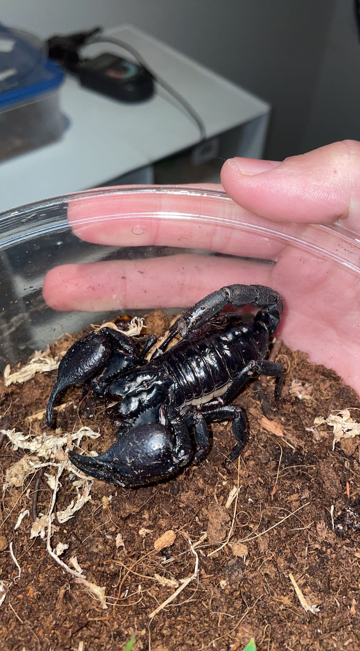 Asian Forest Scorpion (Heterometrus silenus)