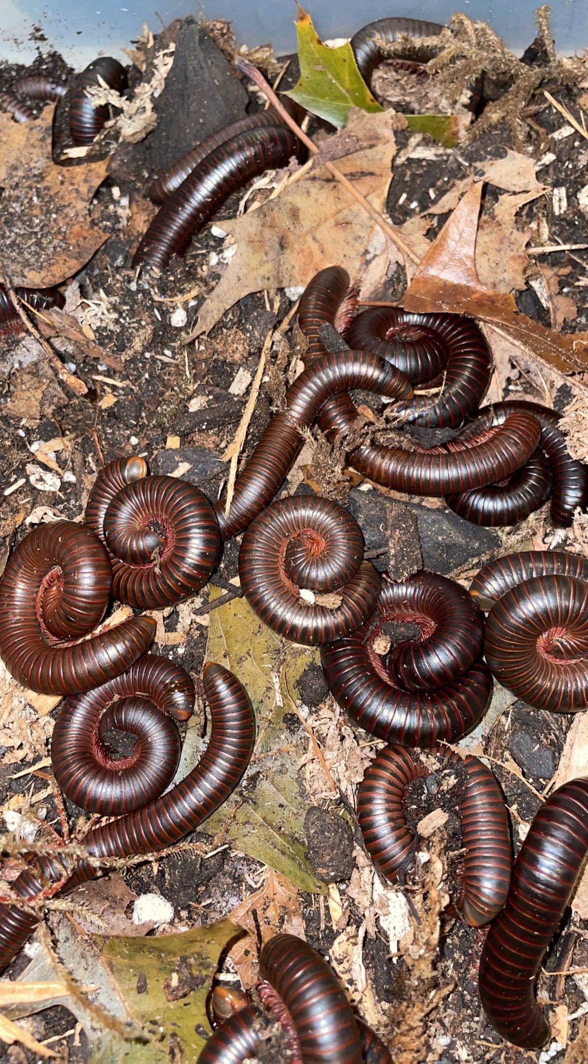 Cherry-foot Millipede (Narceus americanus)