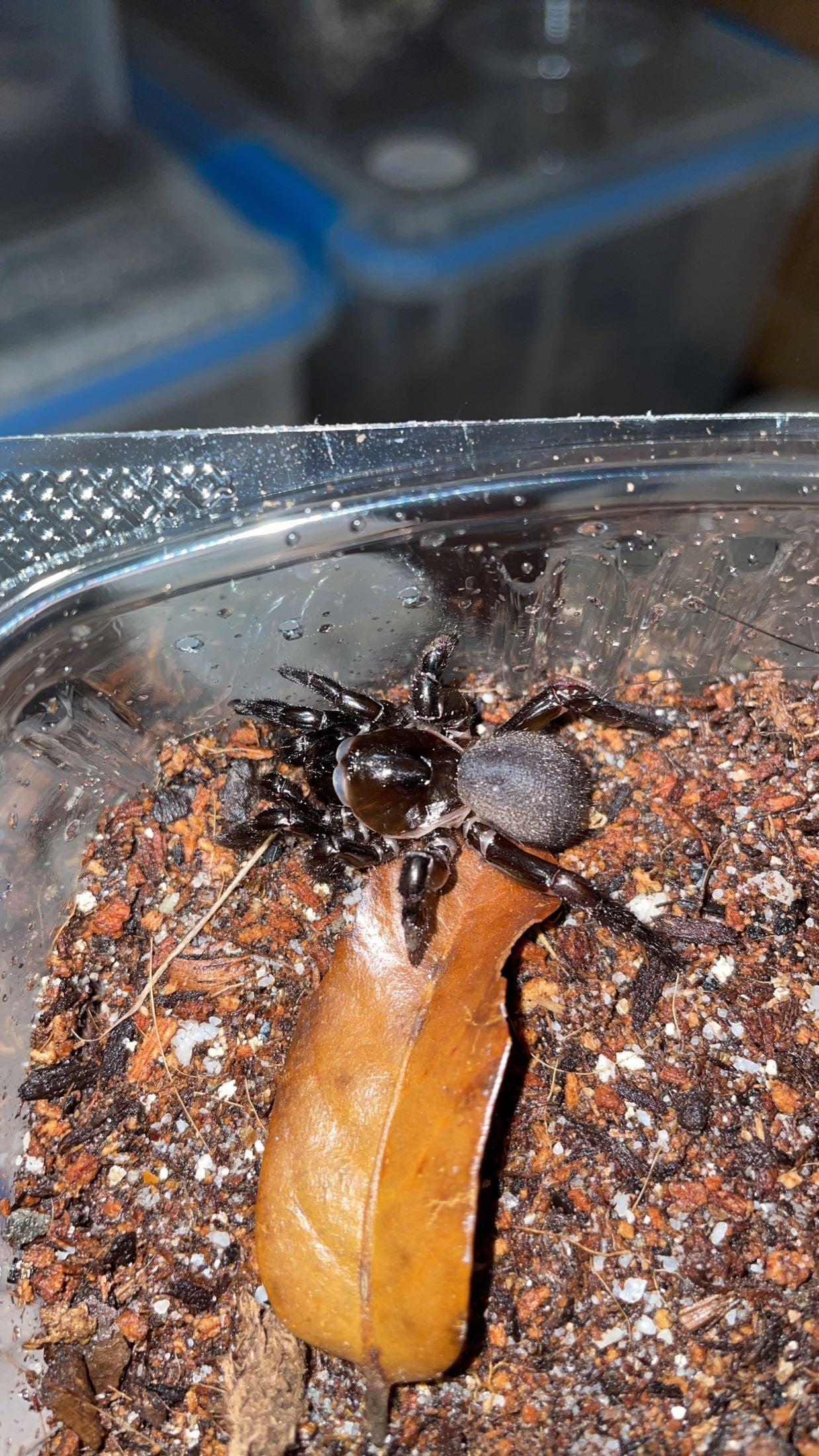 Cork-lid Trapdoor Spider (Ummidia rongodwini)