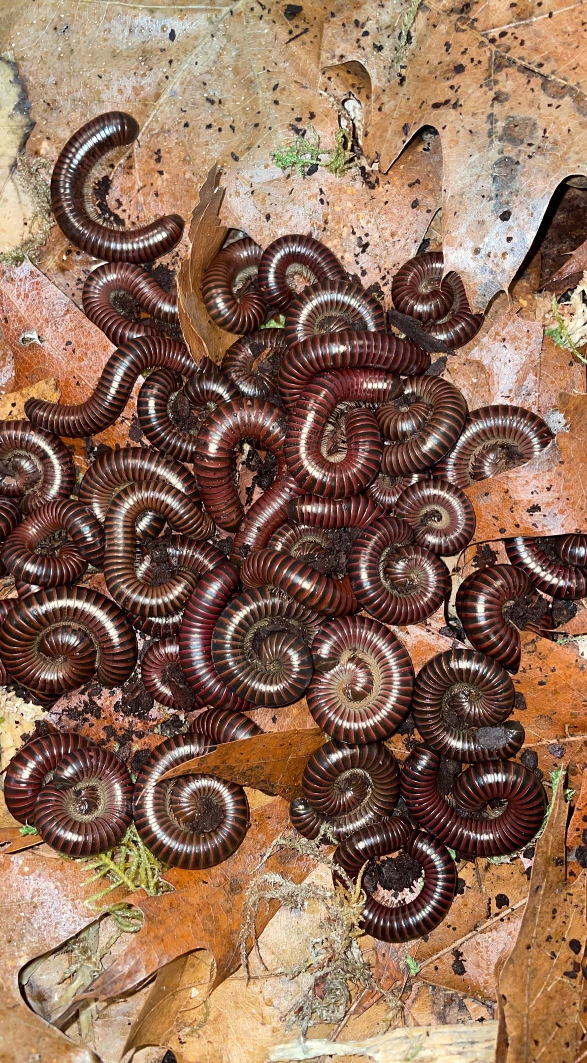 Western Red Millipede (Tylobolus claremontus)