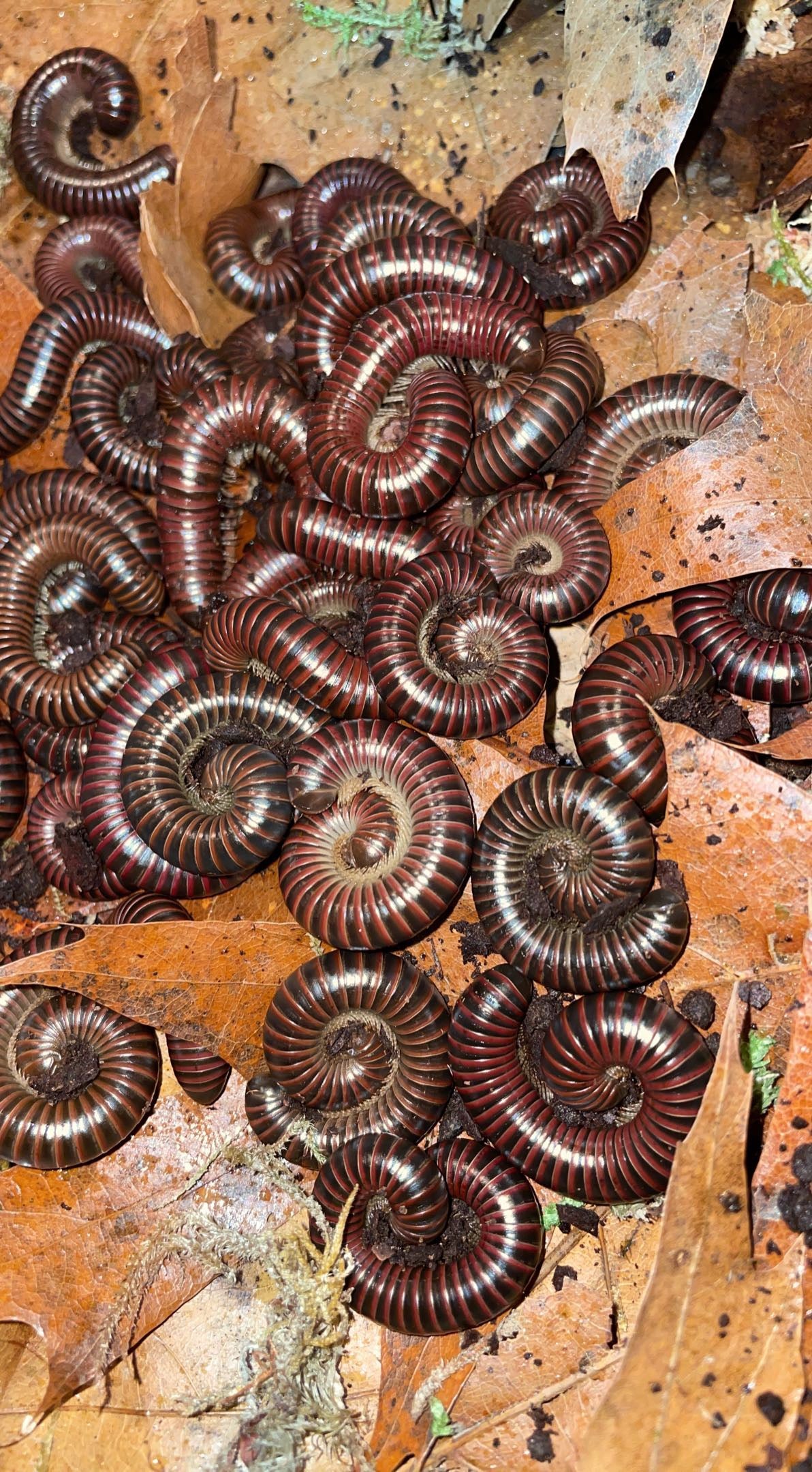 Western Red Millipede (Tylobolus claremontus)