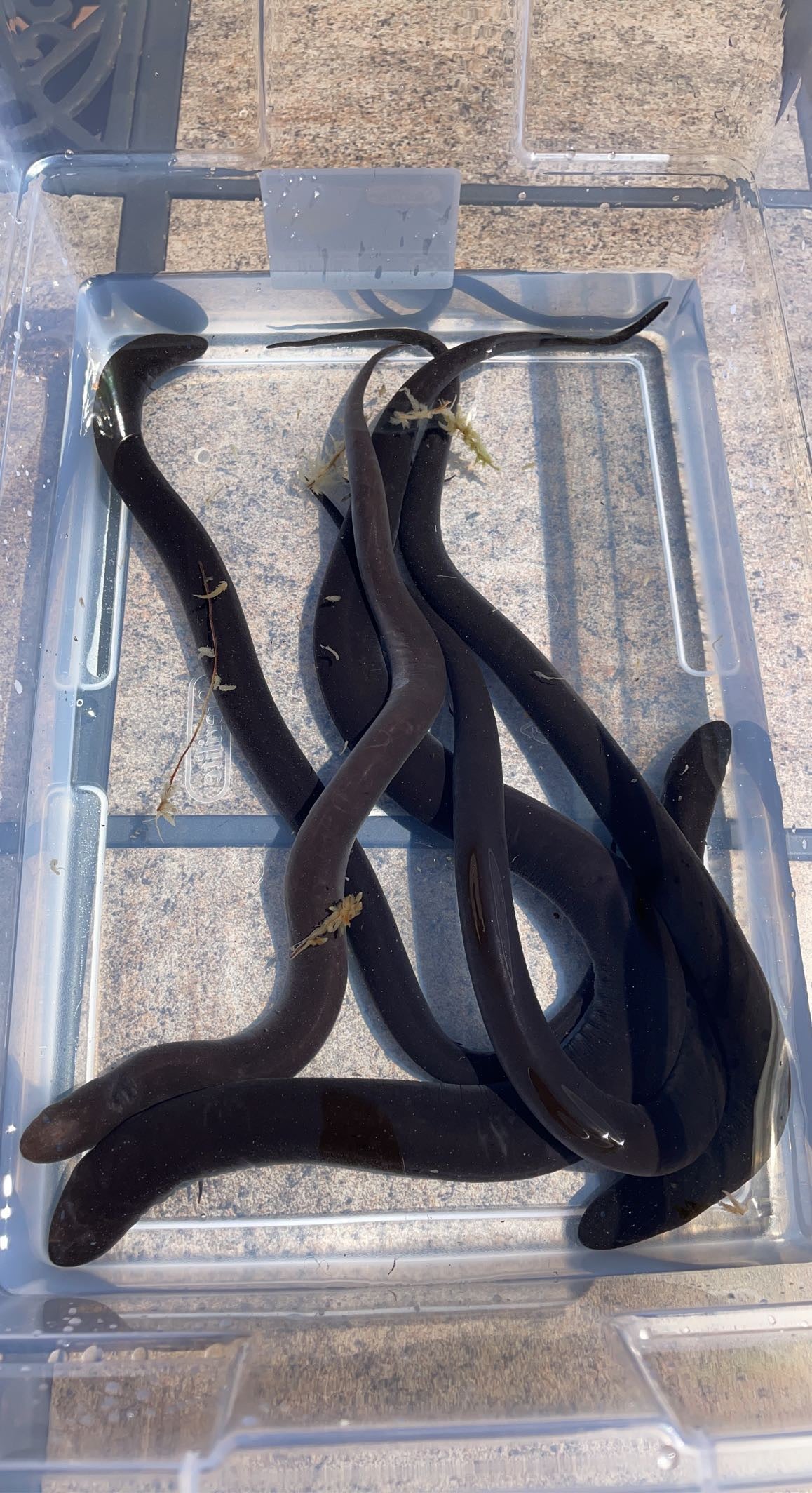 Two-toed Amphiuma (Amphiuma means)