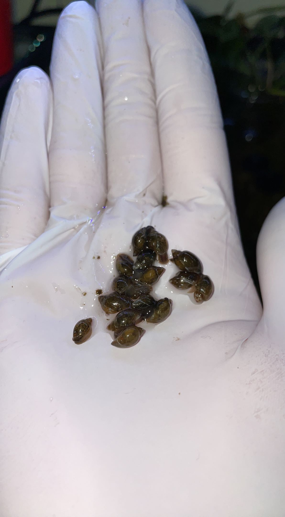 Bladder Snails (Physella acuta)