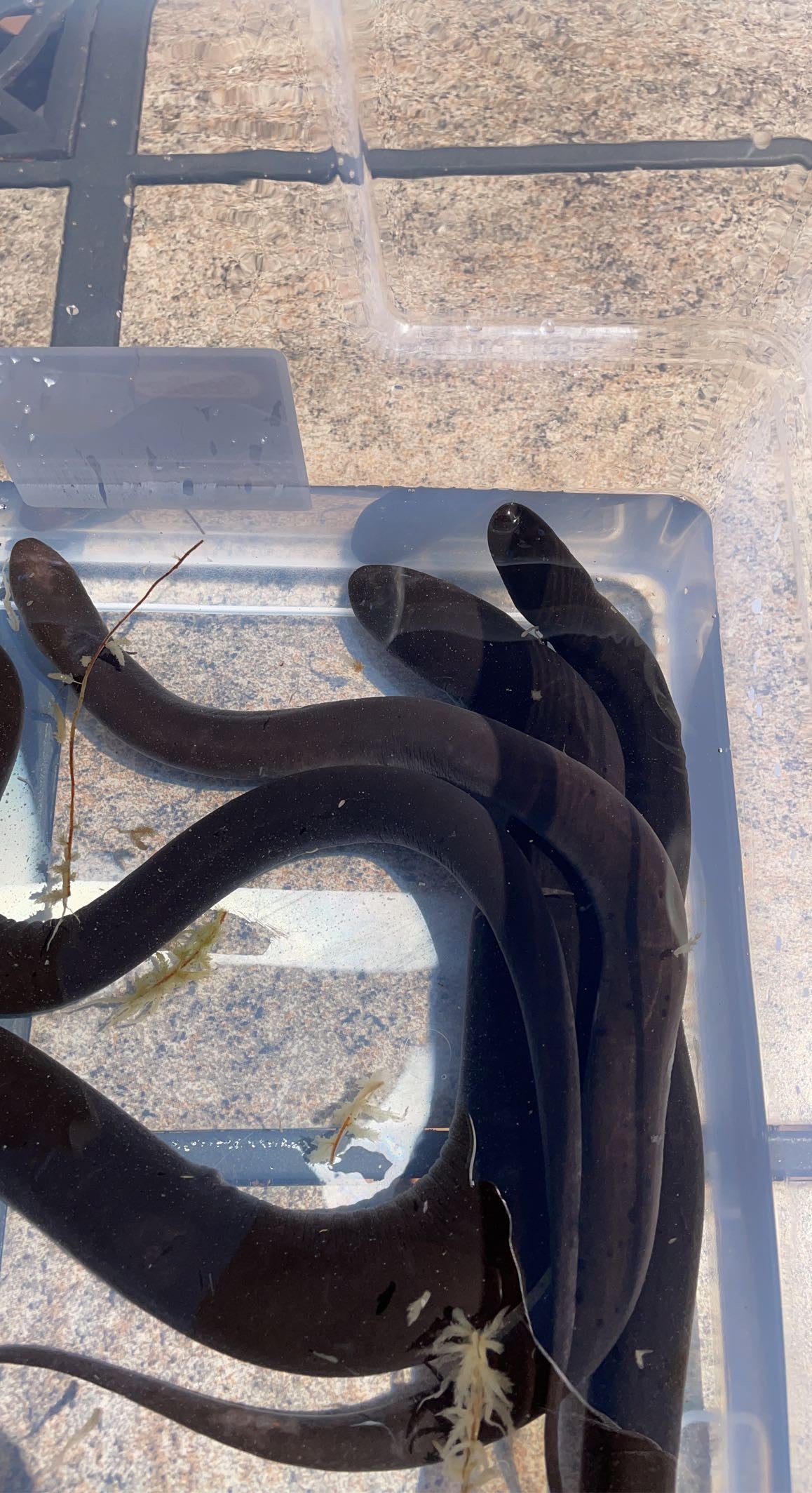 Two-toed Amphiuma (Amphiuma means)