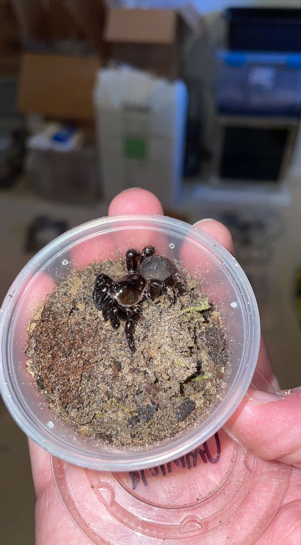 Cork-lid Trapdoor Spider (Ummidia rongodwini)