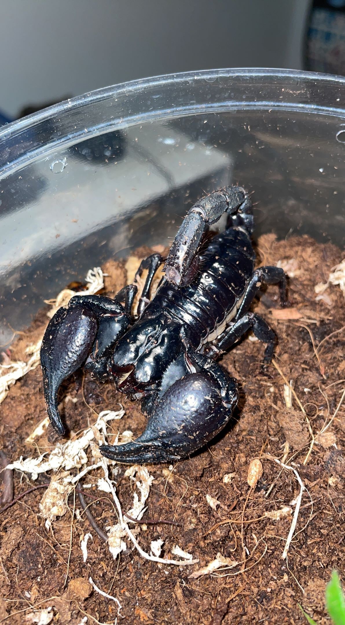 Asian Forest Scorpion (Heterometrus silenus)