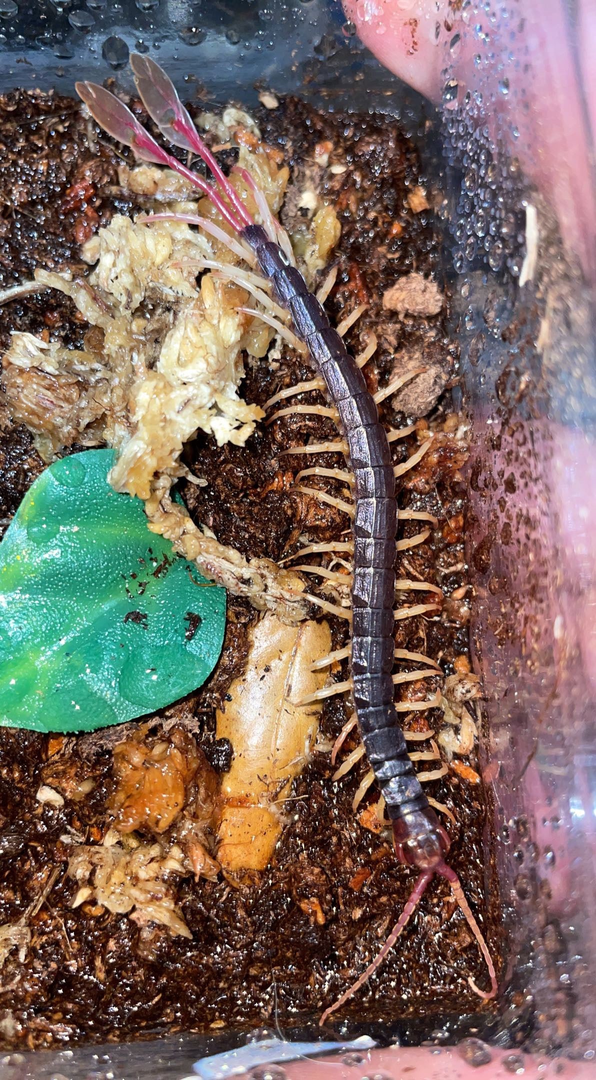 Feather-tail Centipede (Alipes grandidieri)