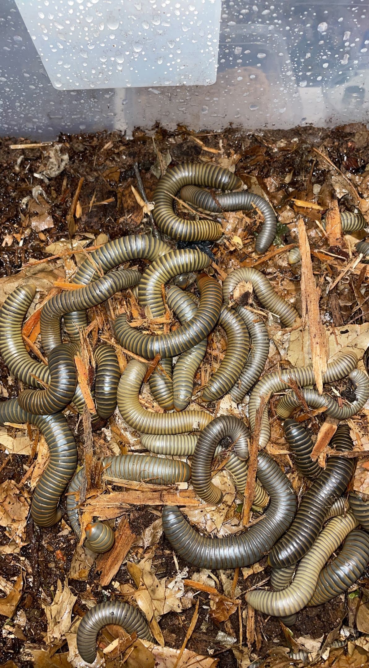 Smokey Oak Millipede (Narceus gordanus)