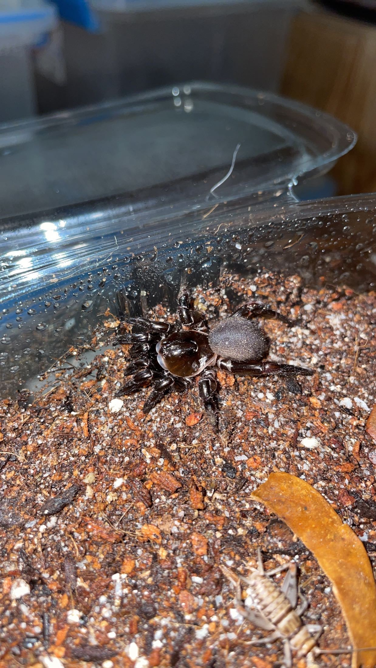 Cork-lid Trapdoor Spider (Ummidia rongodwini)