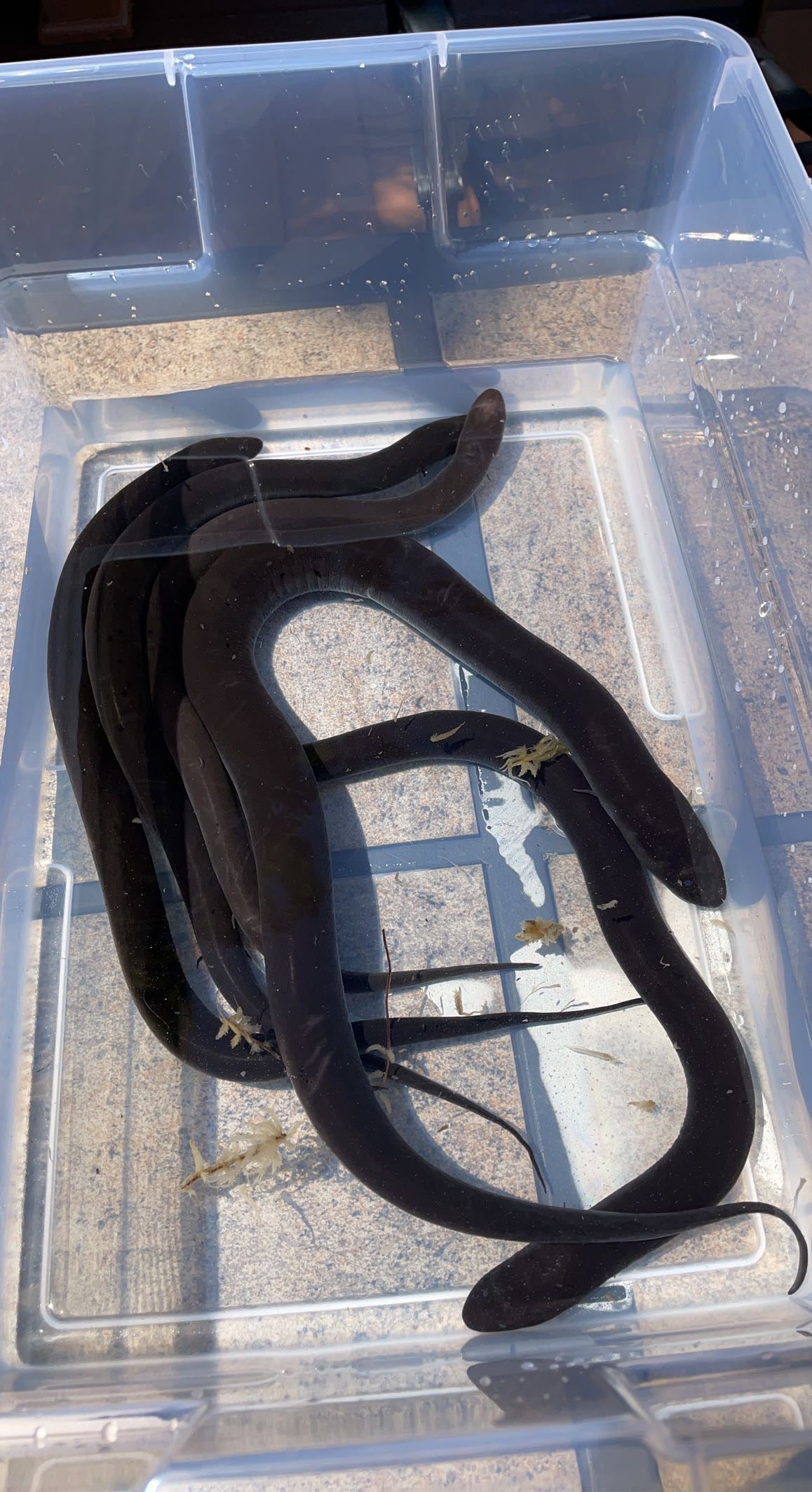 Two-toed Amphiuma (Amphiuma means)