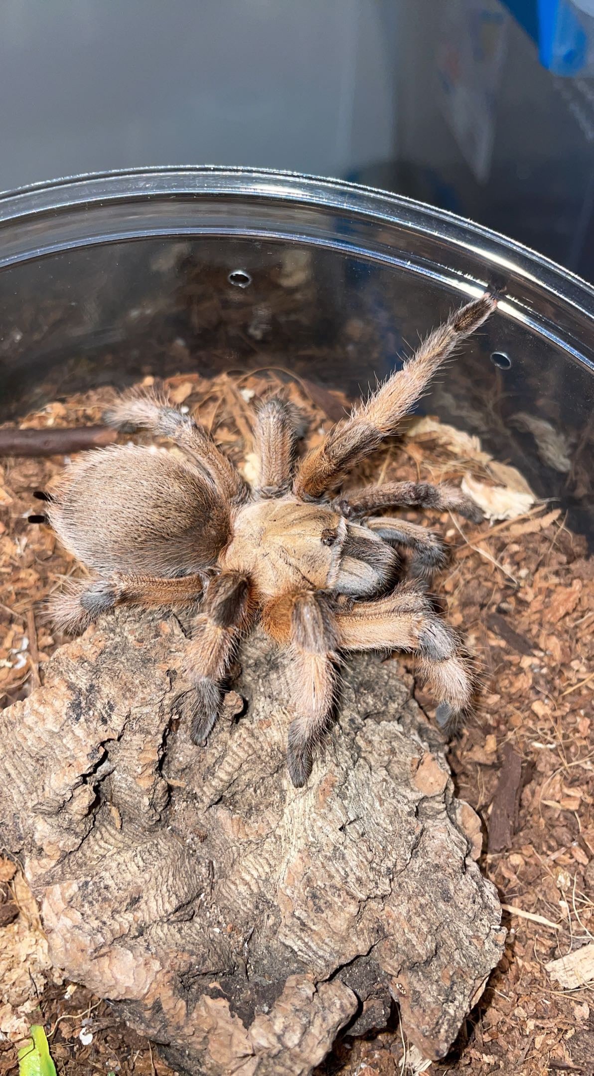 Rio Grande Gold Tarantula (Aphonopelma moderatum)