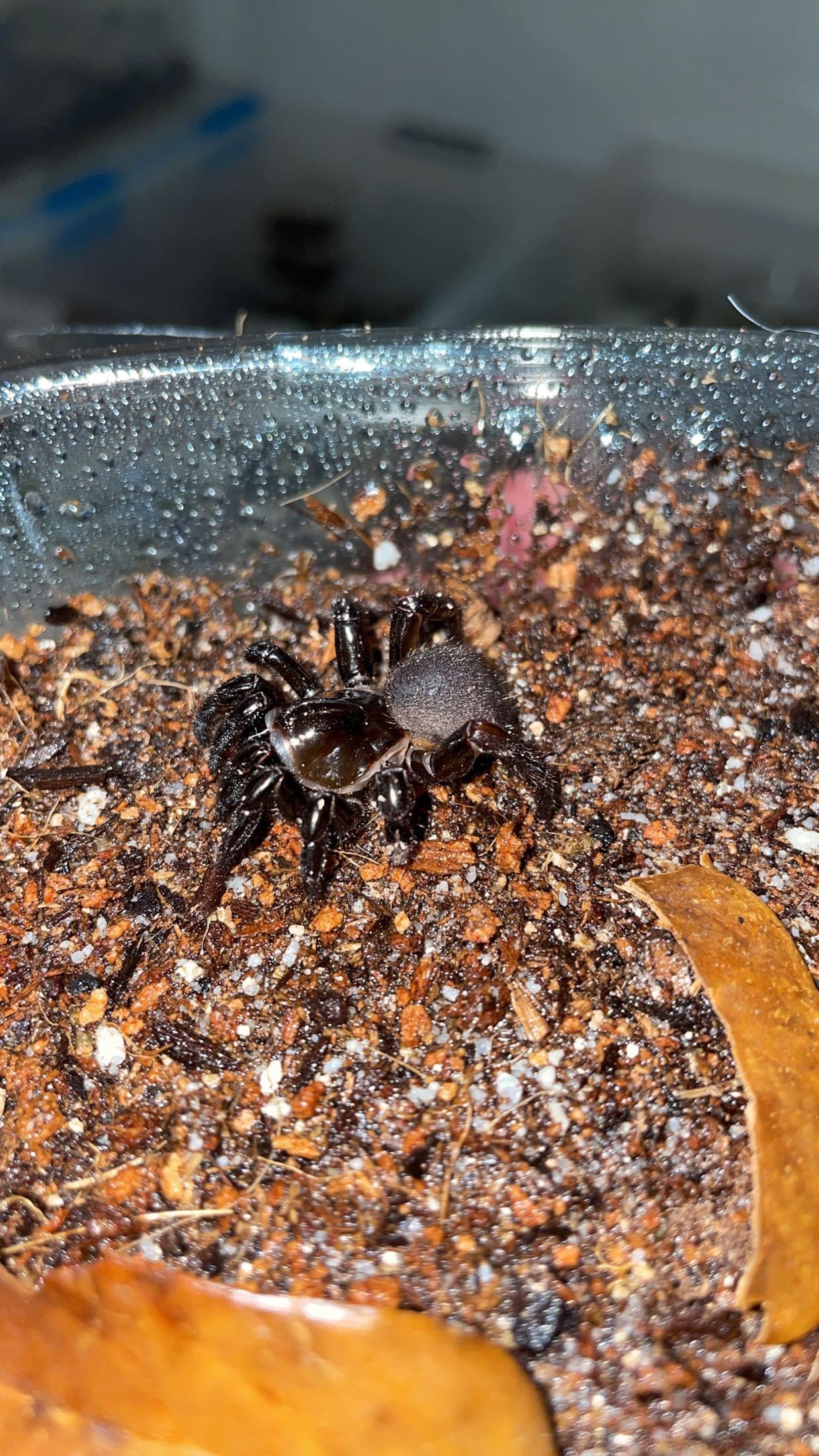 Cork-lid Trapdoor Spider (Ummidia rongodwini)