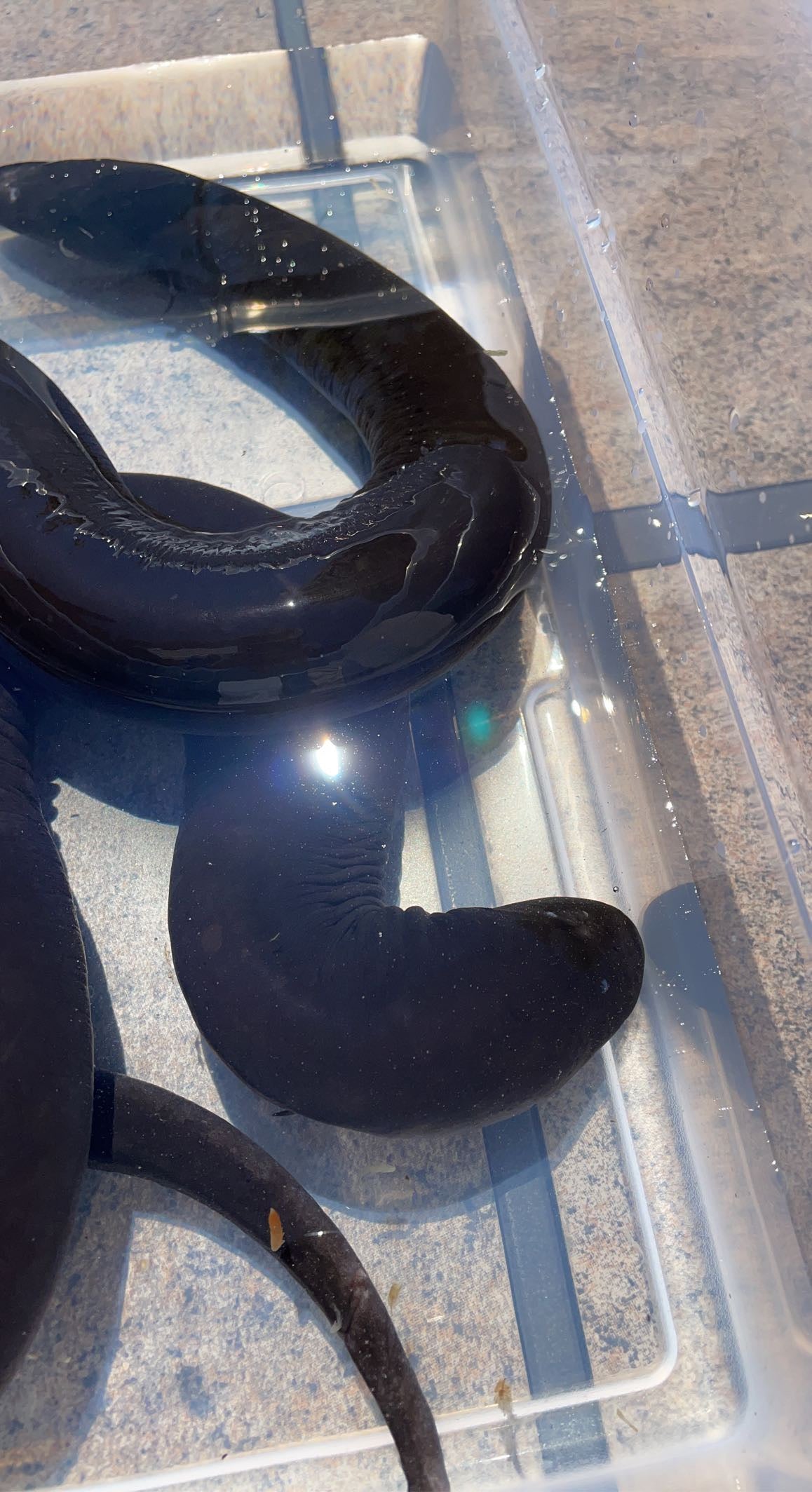 Two-toed Amphiuma (Amphiuma means)