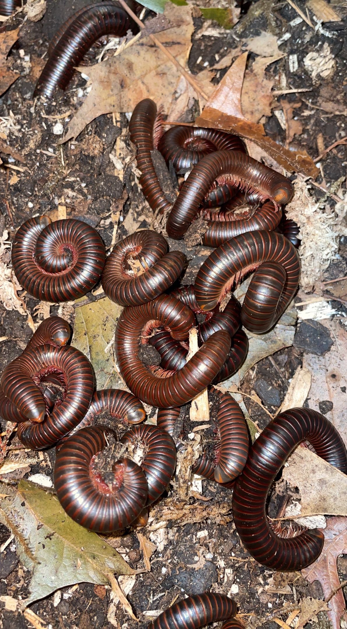 Cherry-foot Millipede (Narceus americanus)