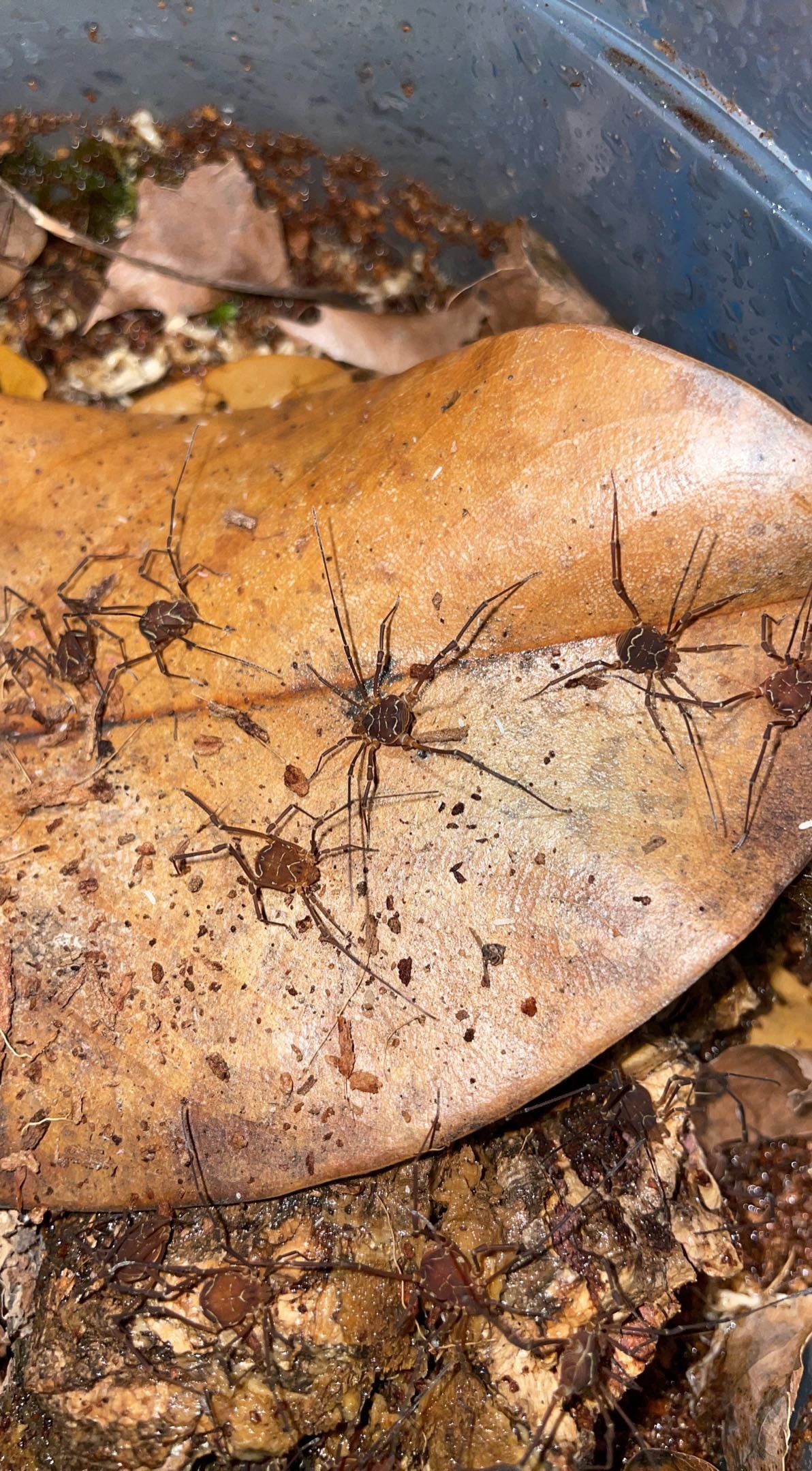 Ornate Harvestmen (Vonones ornata)