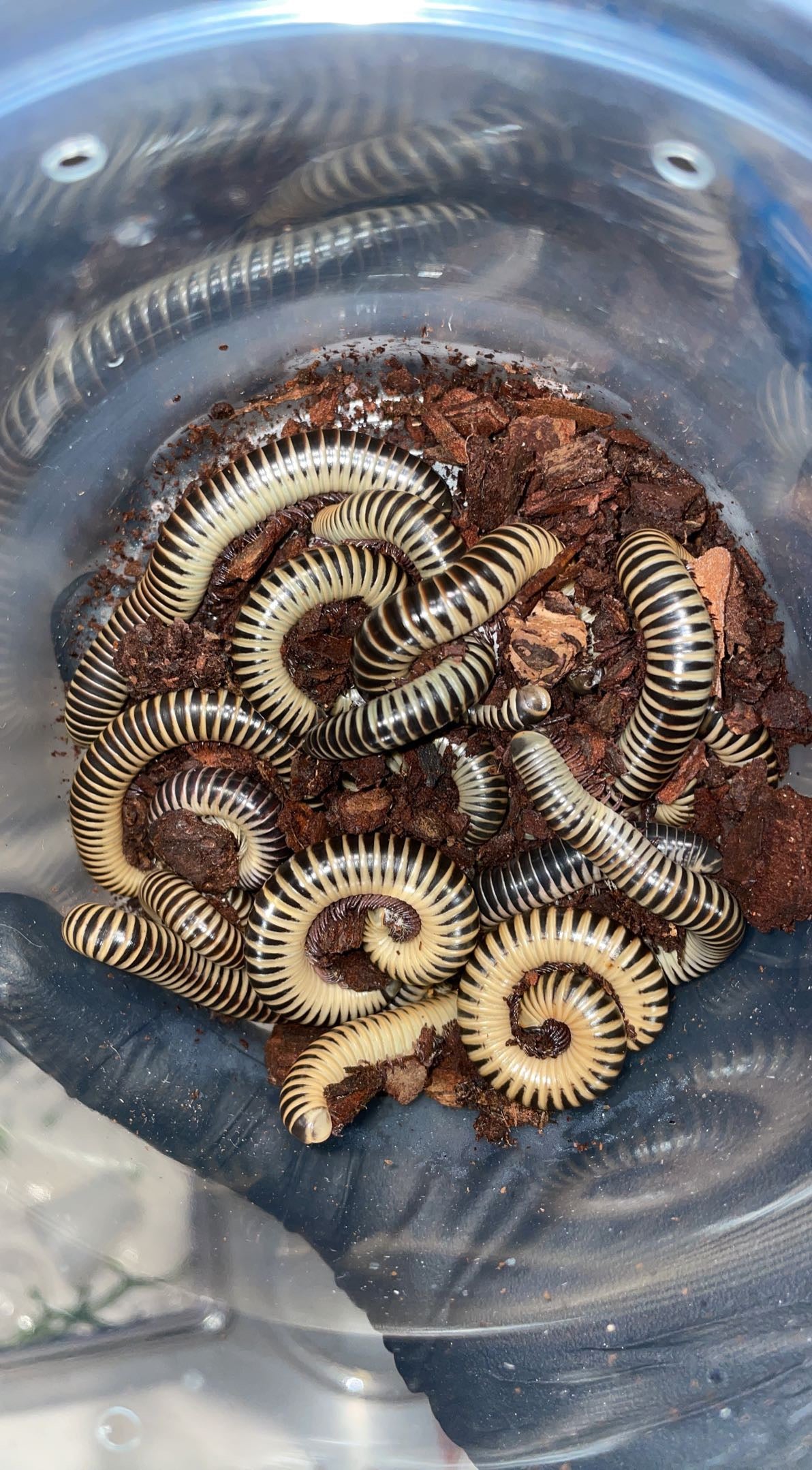 Florida Ivory Millipede (Chicobolus spinigerus)