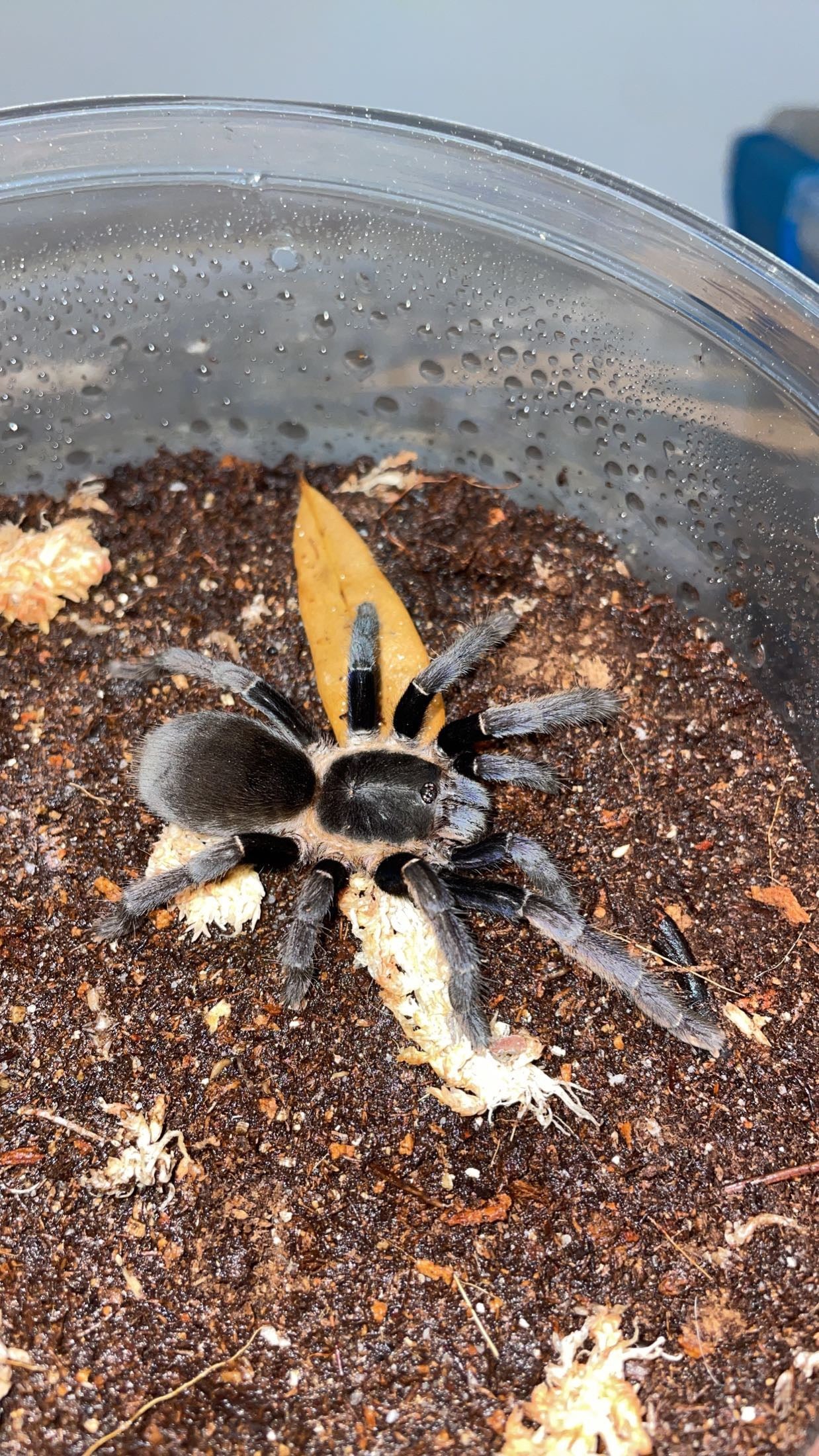 Ranong "Big Blue" Tarantula (Ornithoctonus sp. Ranong)