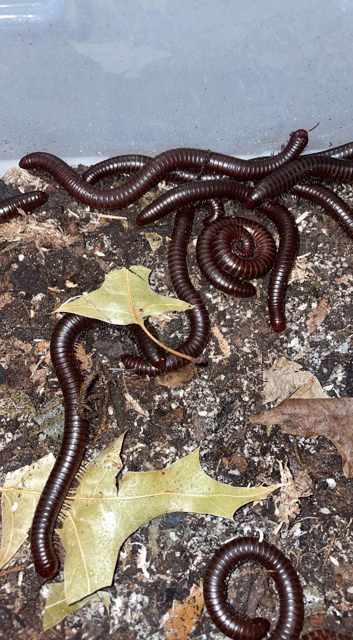 Sonoran Desert Millipede (Orthoporus ornatus)