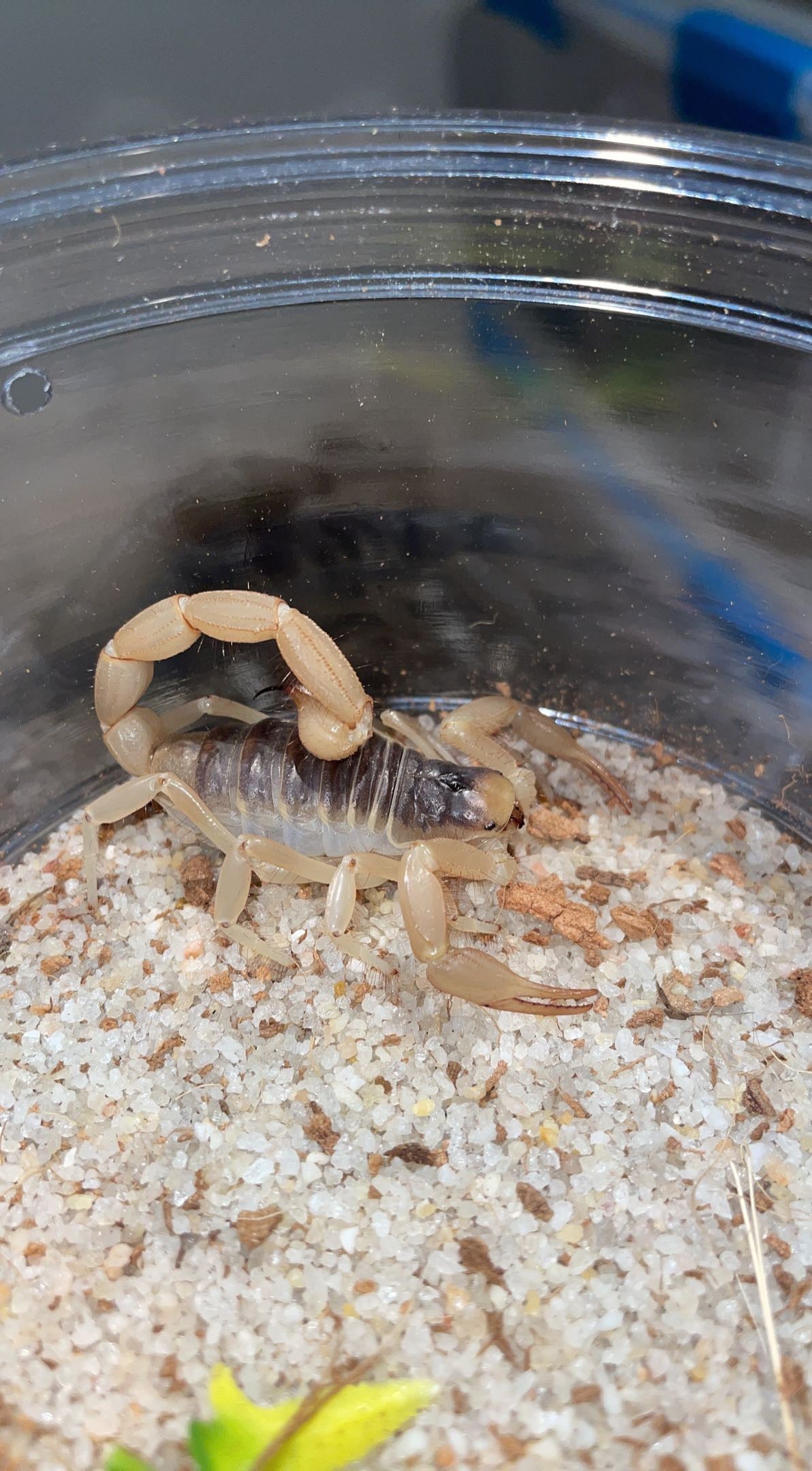 Desert Hairy Scorpion (Hadrurus arizonensis)