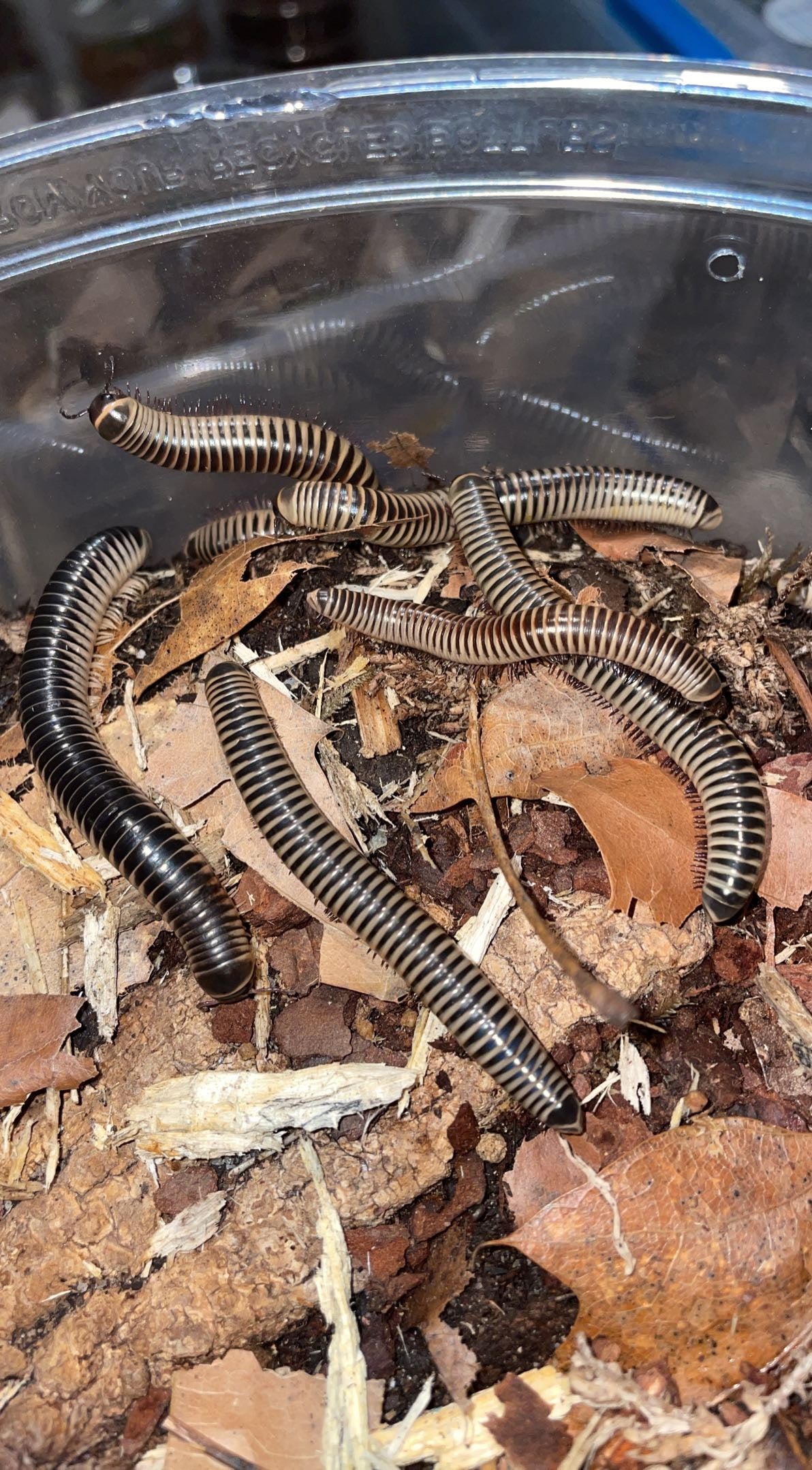 Florida Ivory Millipede (Chicobolus spinigerus)