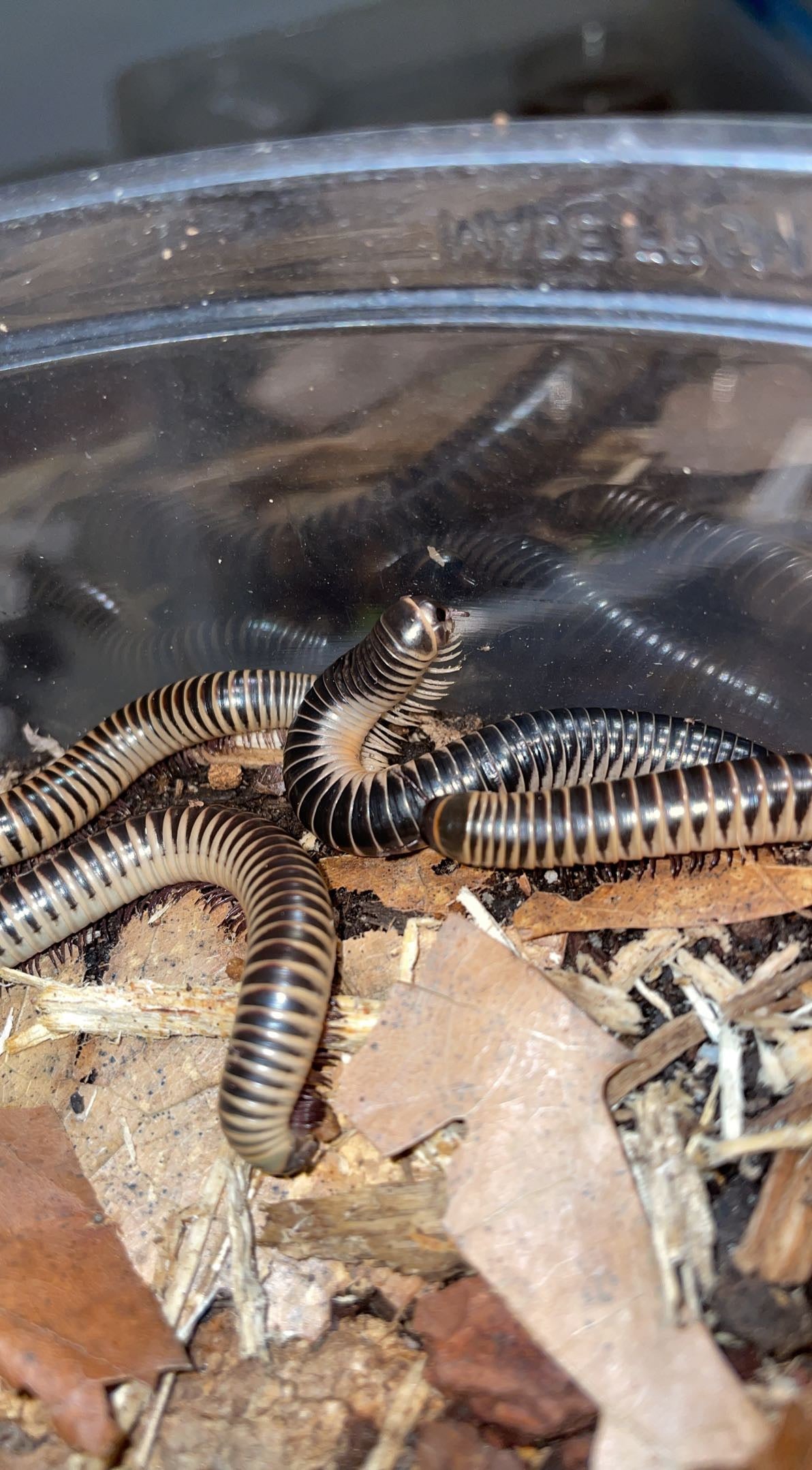 Florida Ivory Millipede (Chicobolus spinigerus)