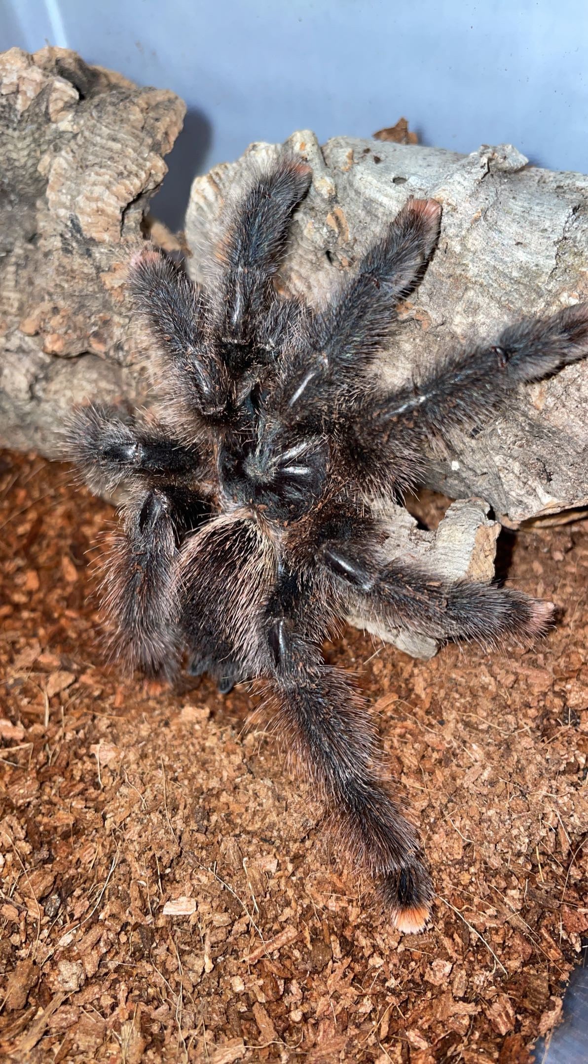 Metallic Pink Toe Tarantula (Avicularia avicularia M6)