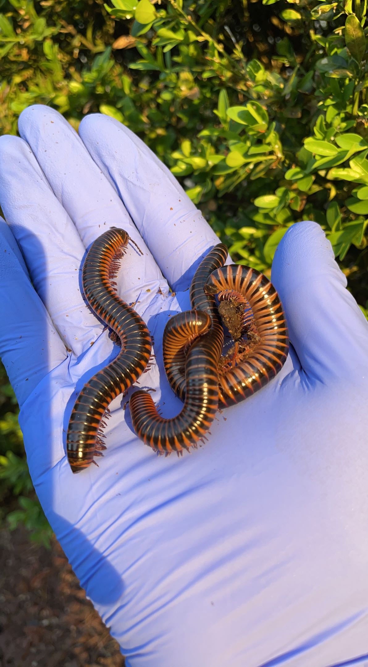 Florida Ivory Millipede (Chicobolus spinigerus)