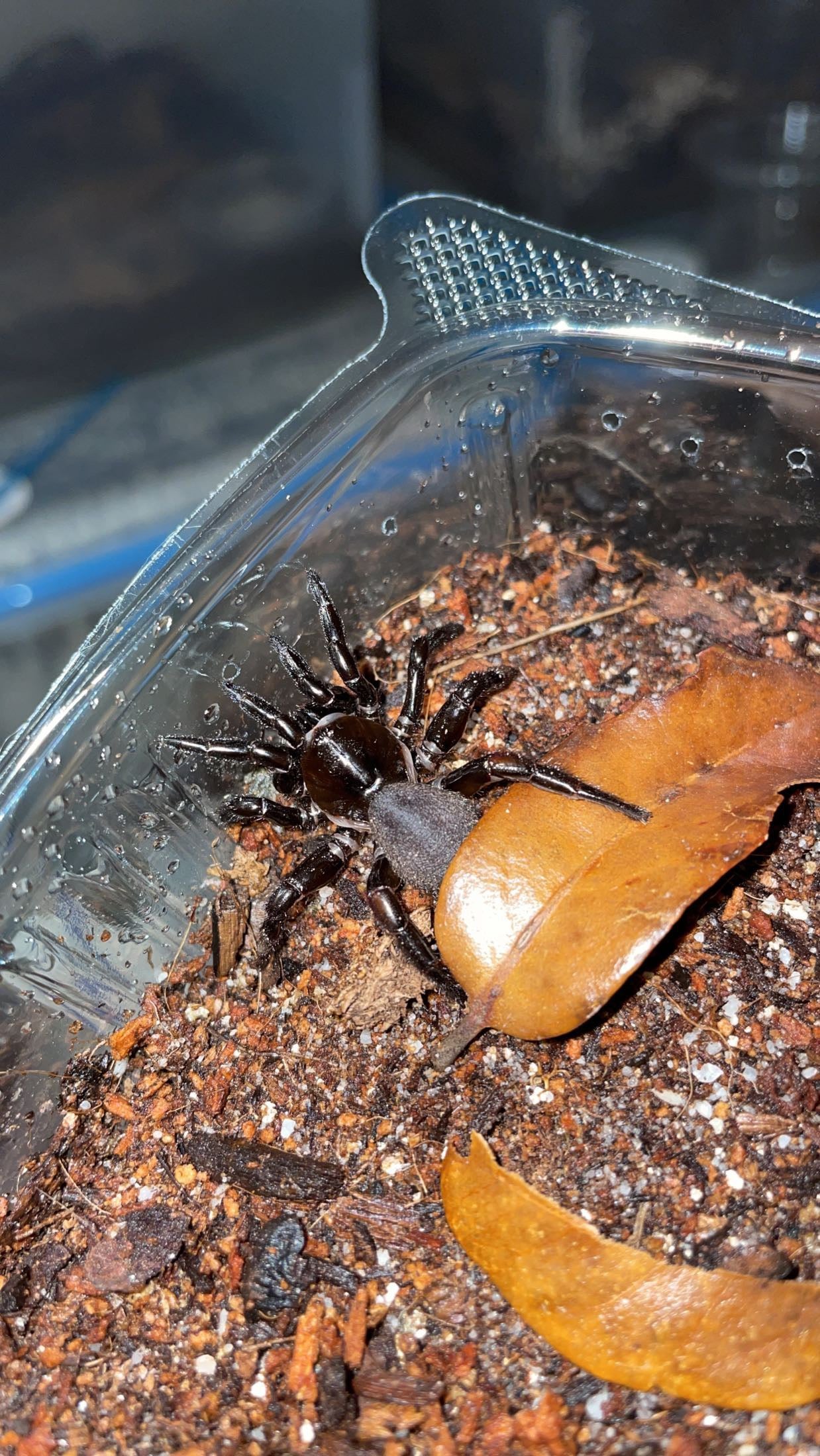 Cork-lid Trapdoor Spider (Ummidia rongodwini)