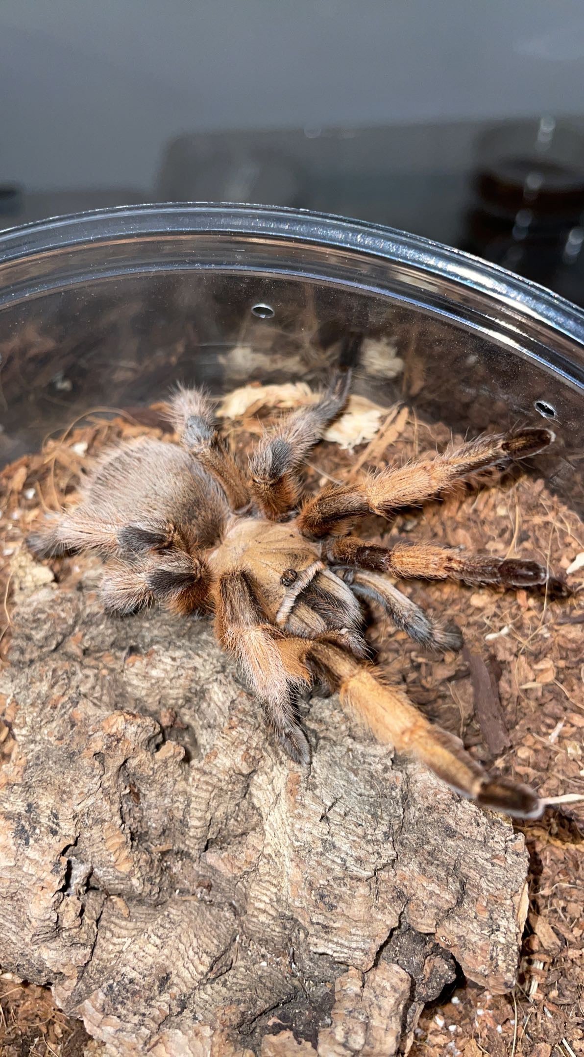 Rio Grande Gold Tarantula (Aphonopelma moderatum)