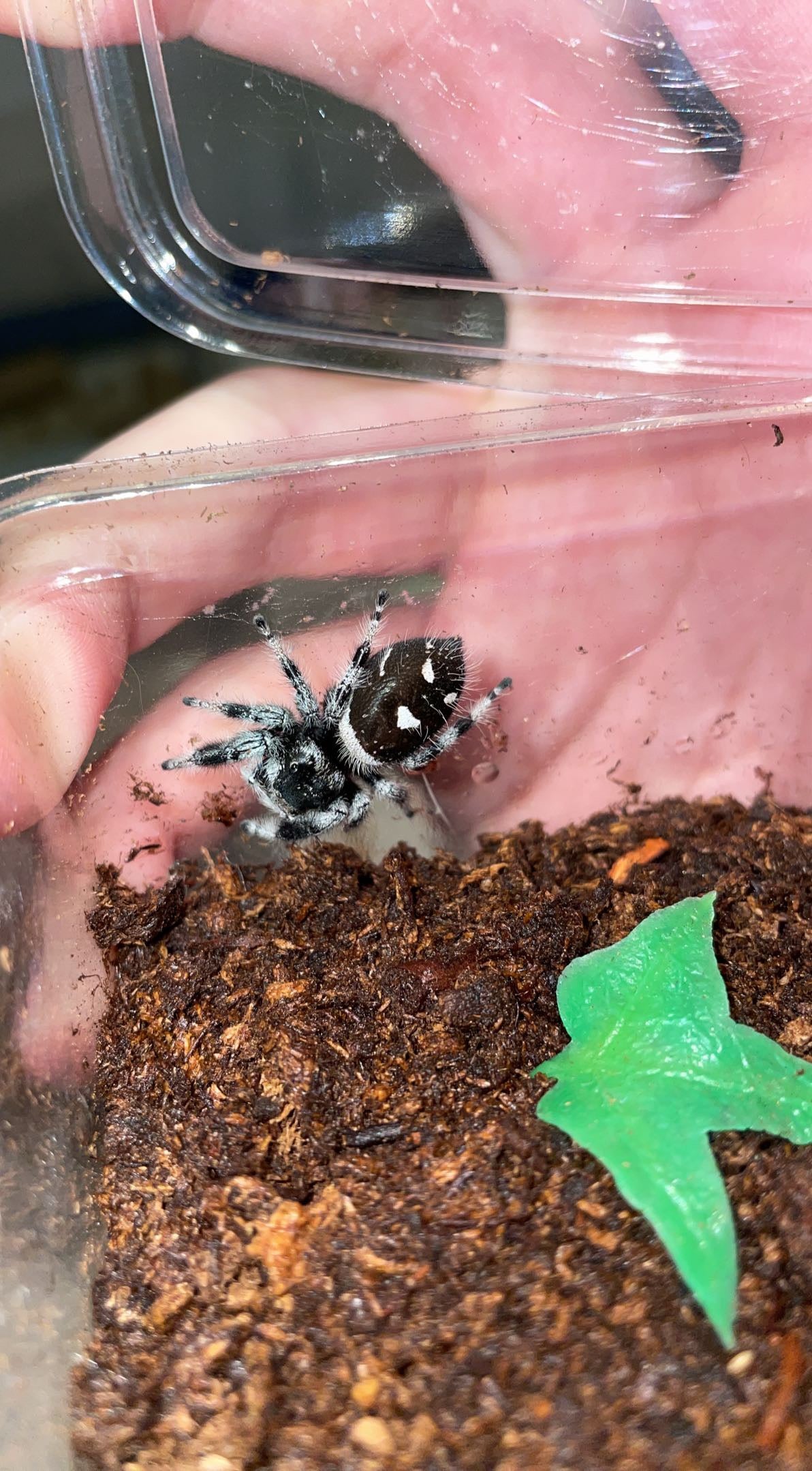 Jumping Spiders For Sale - Affordable Shipping - Phidippus Regius – Spiders  Source, jumping spider 