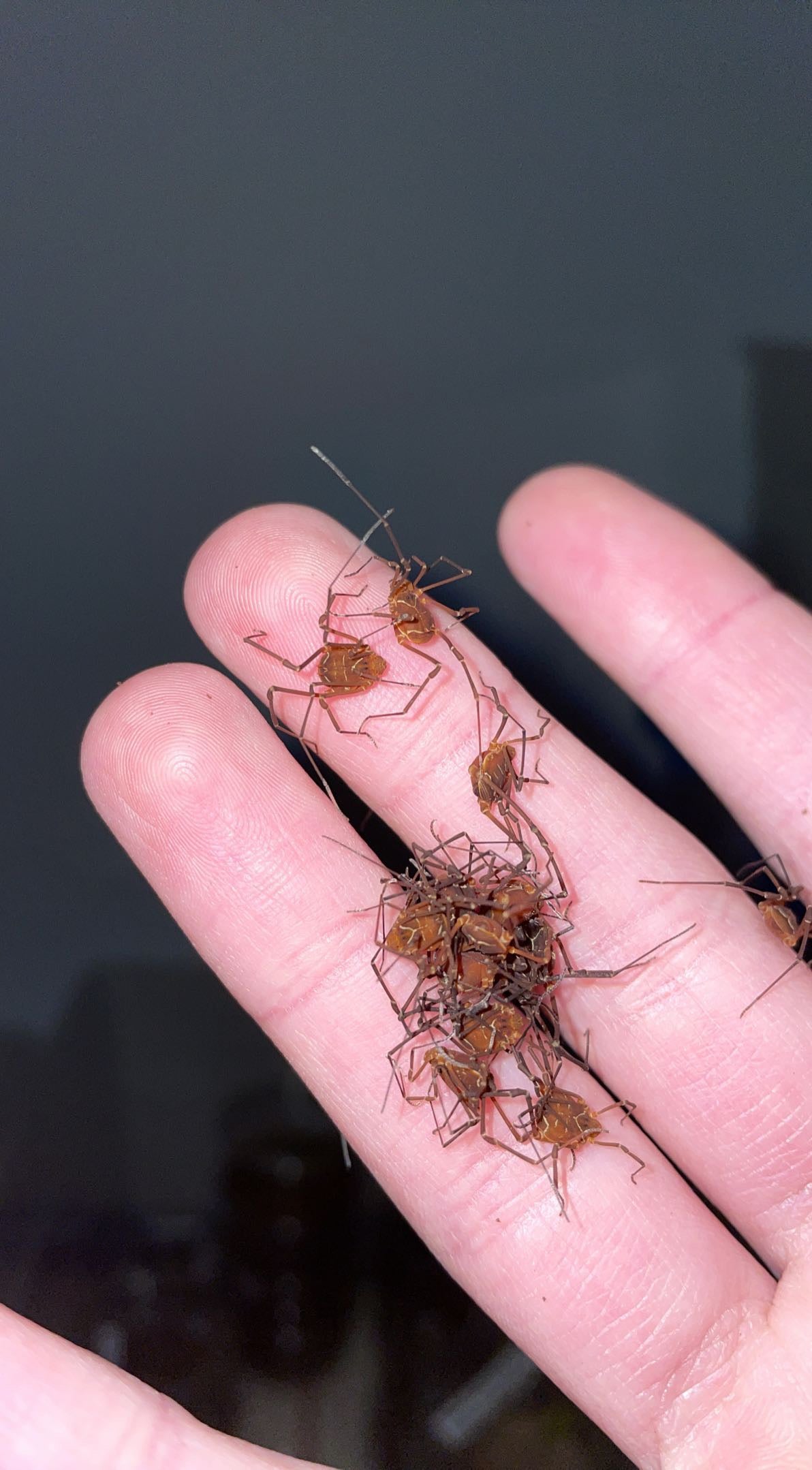 Ornate Harvestmen (Vonones ornata)