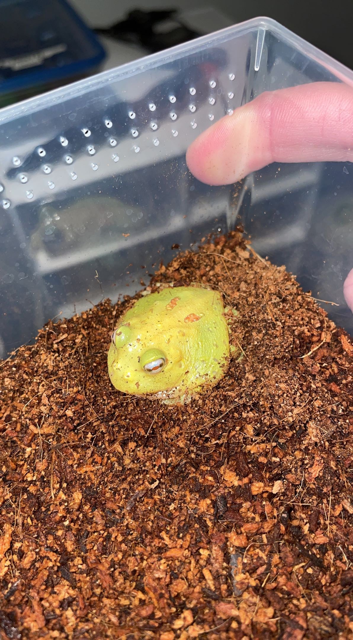 Patternless Albino “Pikachu” Pacman Frog (Ceratophrys cranwelli)