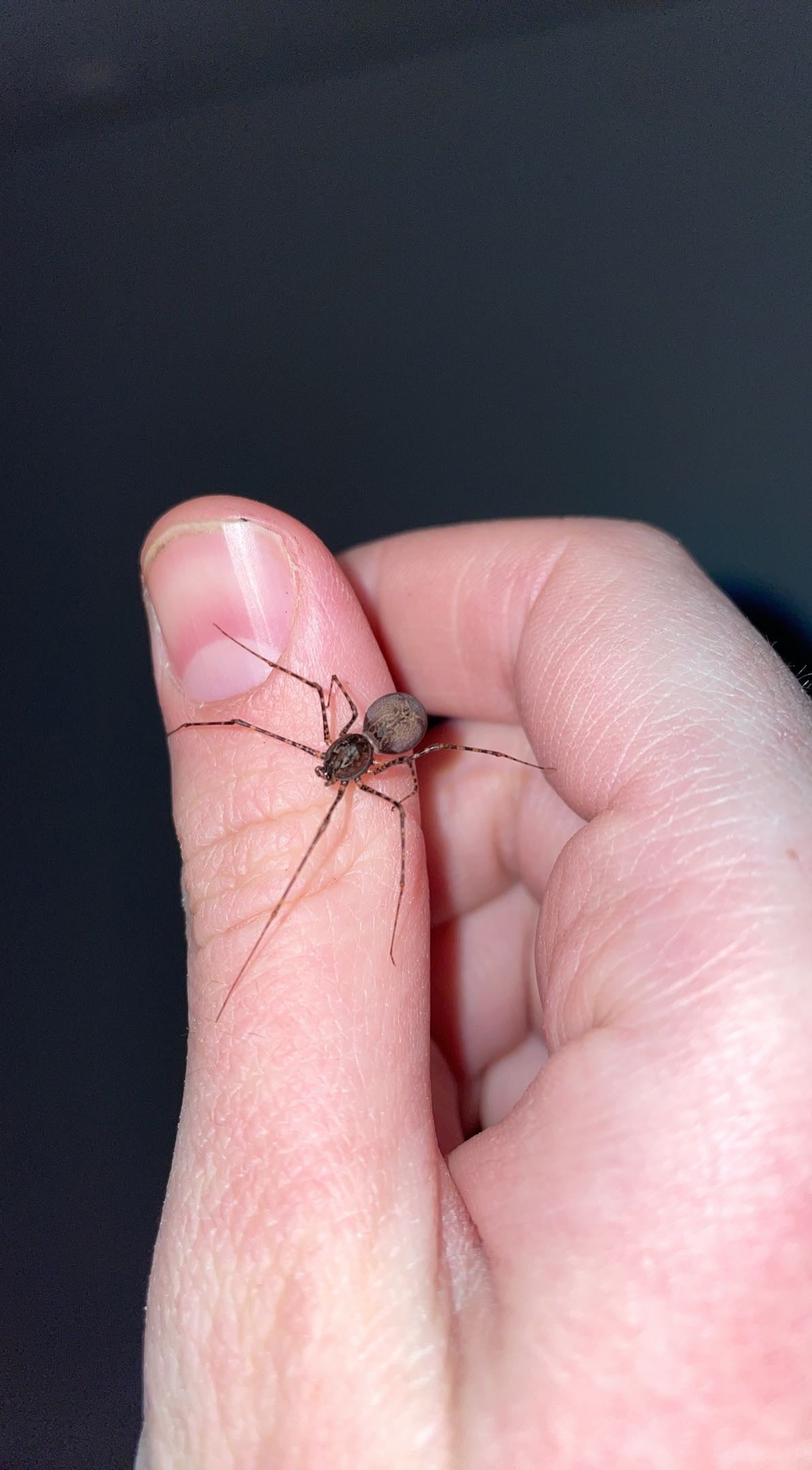 Brown Spitting Spider (Scytodes fusca)