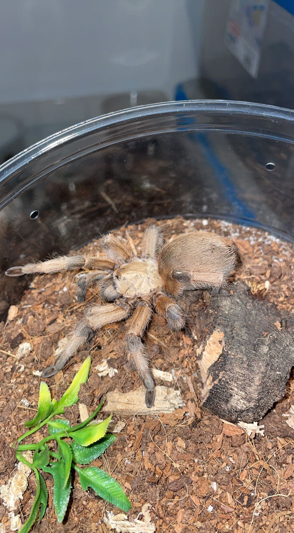 Rio Grande Gold Tarantula (Aphonopelma moderatum)